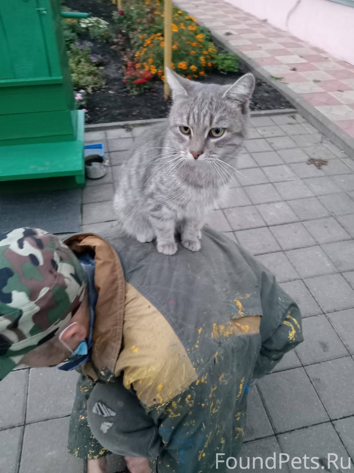 Здравствуйте ! Пропал кот, цве...