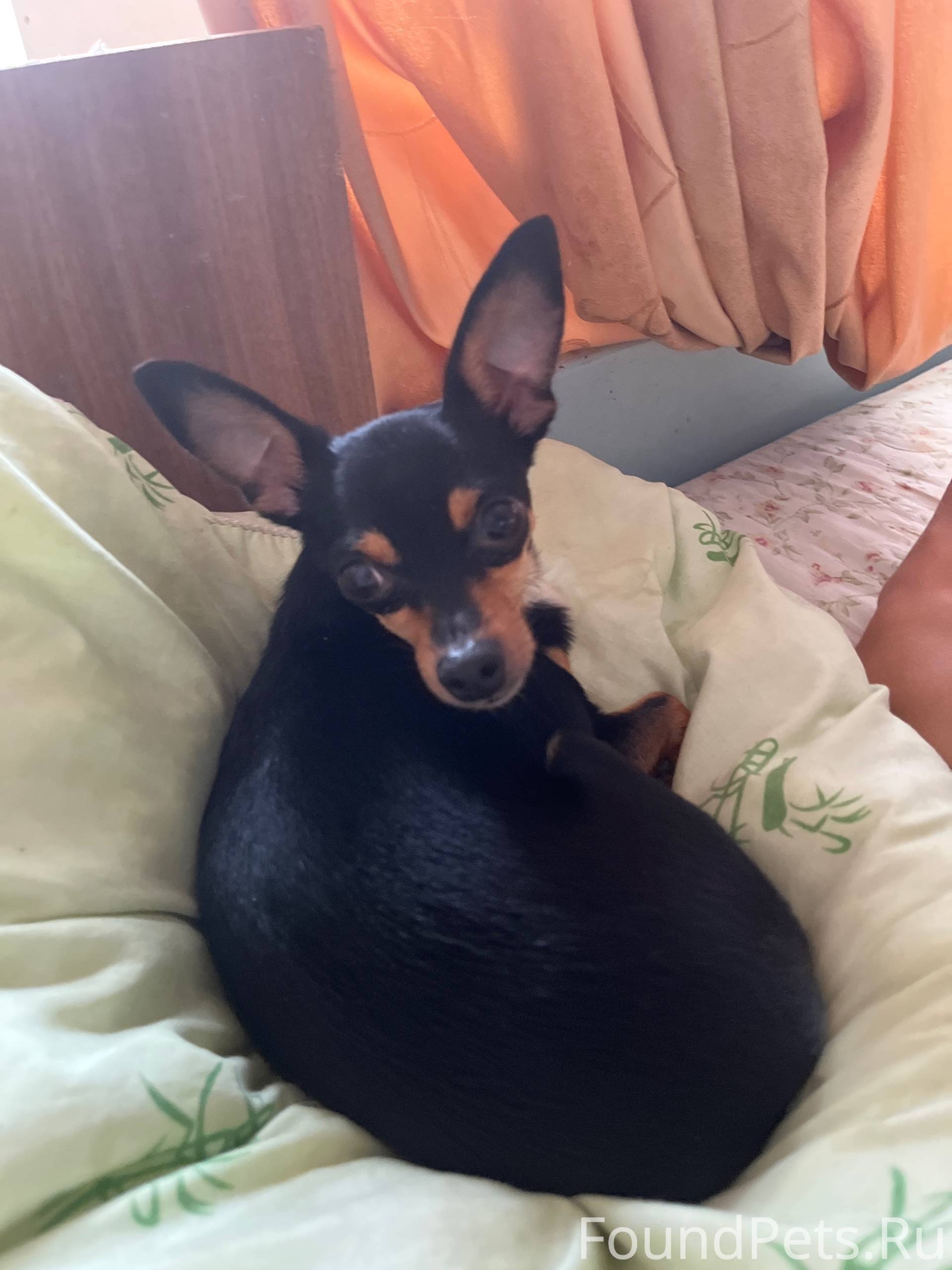 Потерялась собака помогите най...