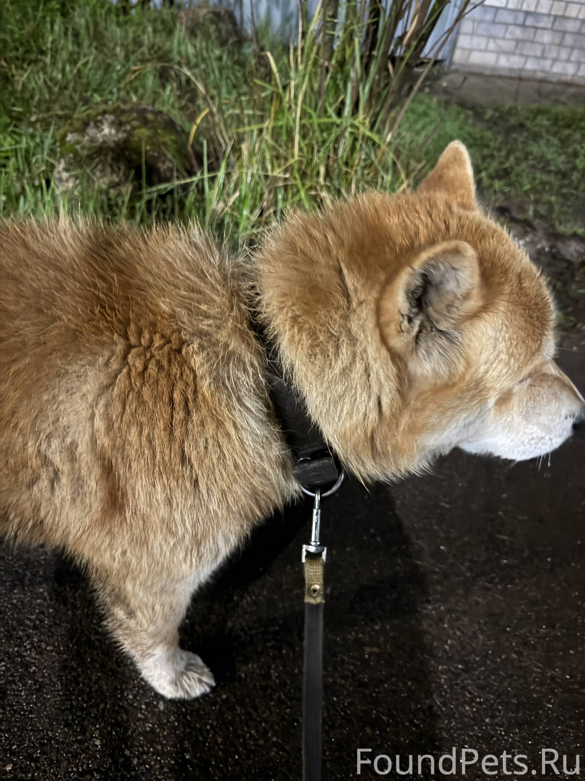 Найдена собака кобель похожая ...