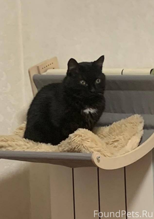 Пропала кошка 18 октября, убеж...