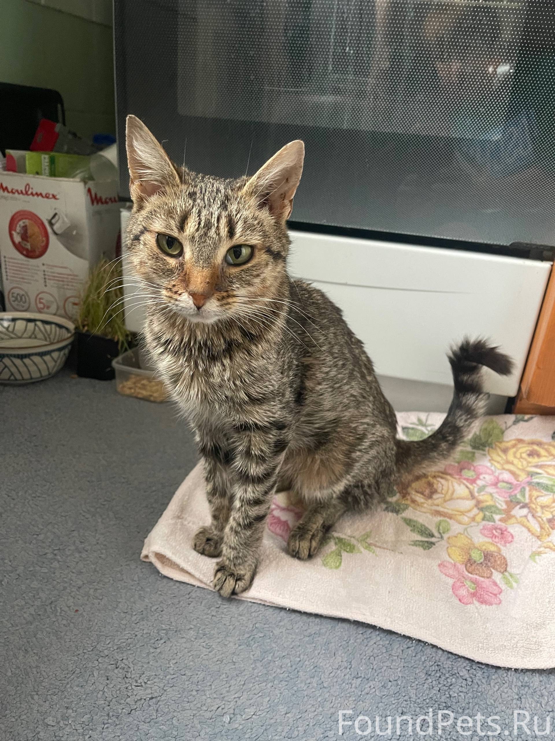 Найдена кошка 3 октября на ул....