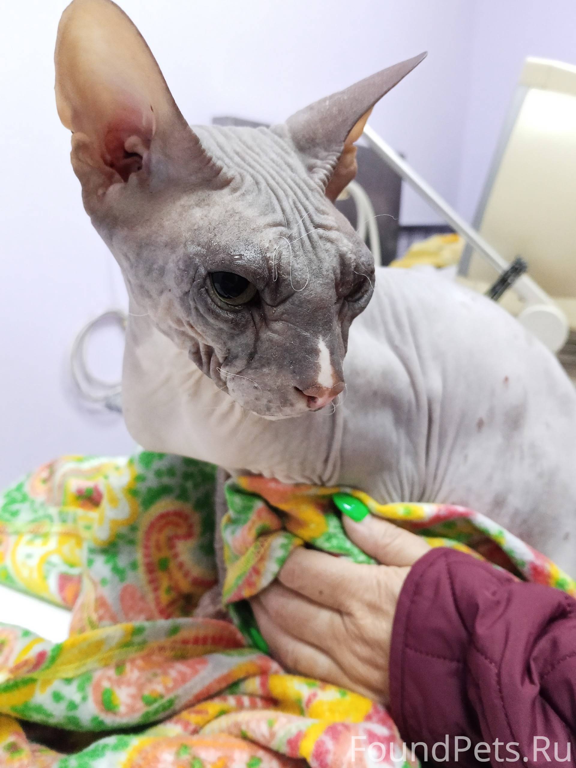 Найден сфинкс! Срочно ищем ста...