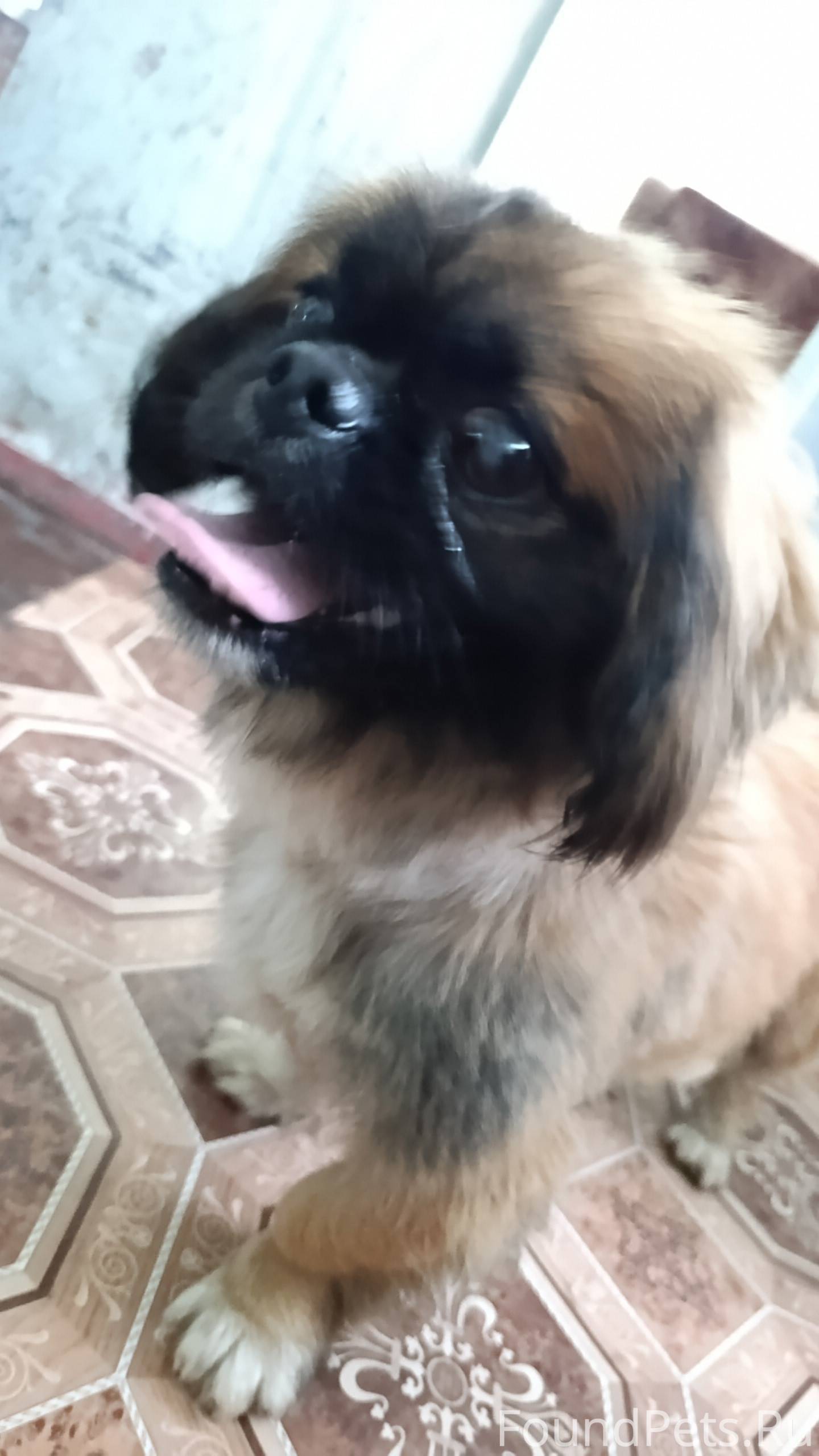 Найдена собака Срочно ищу хозя...