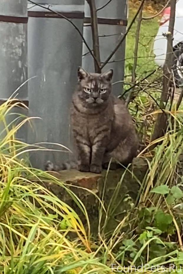 НАЙДЕН / ЗАМЕЧЕН КОТ ул. ДРУЖБ...