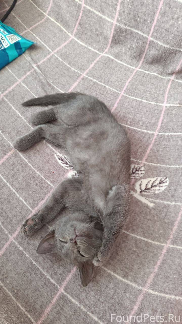 Ищет самого лучшего друга мале...