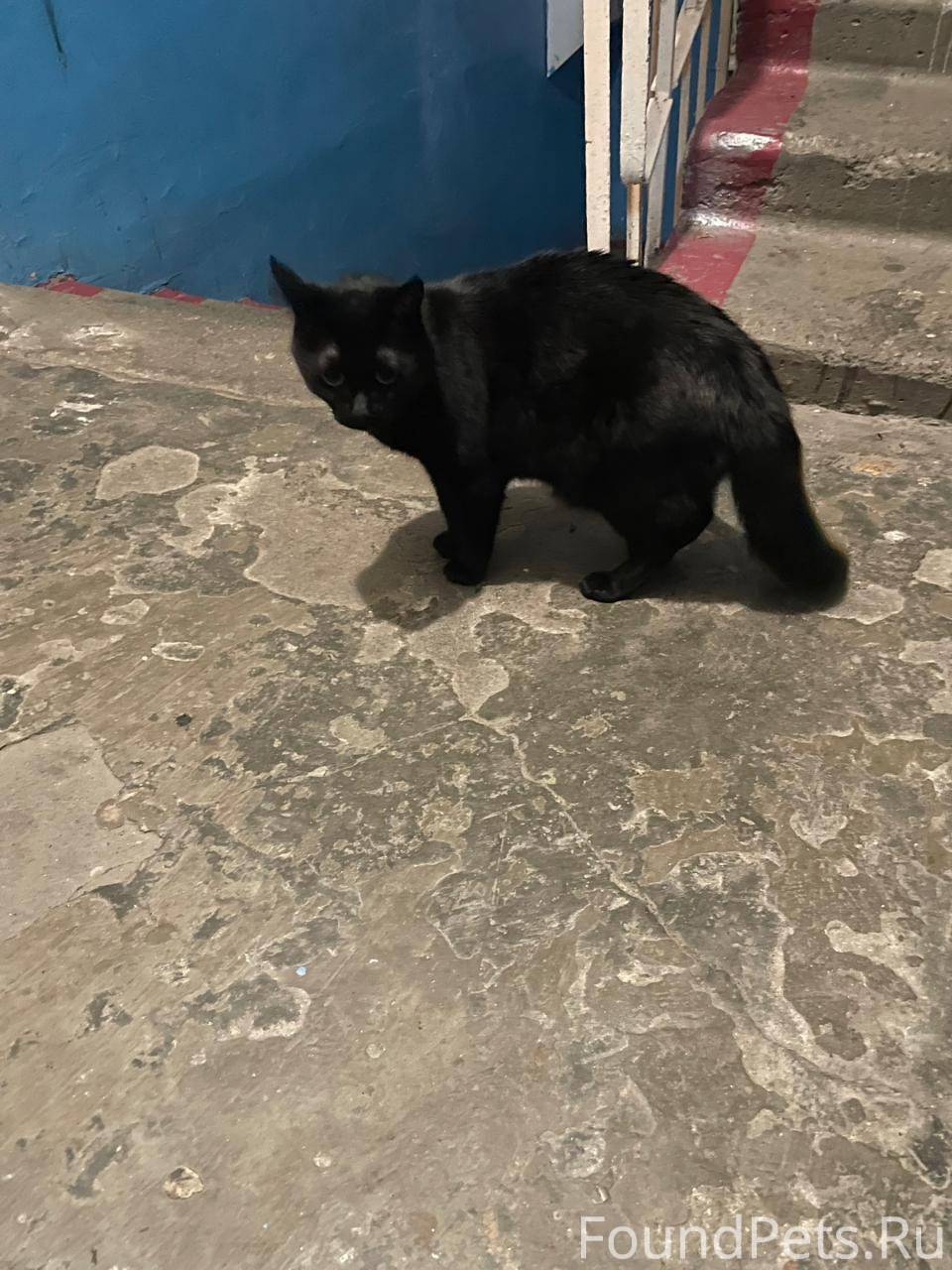 Мурманск. Ищем хозяев На ул. С...