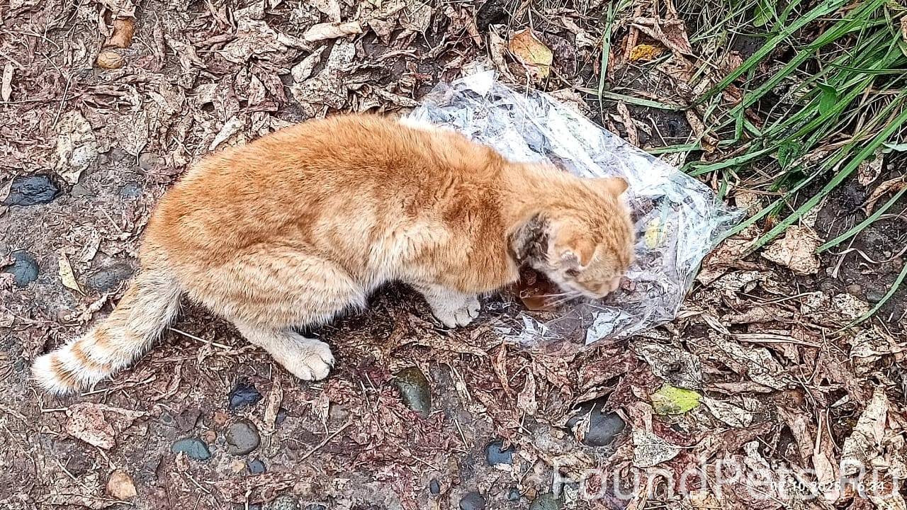 В СНТ Энергетик Зонального рай...