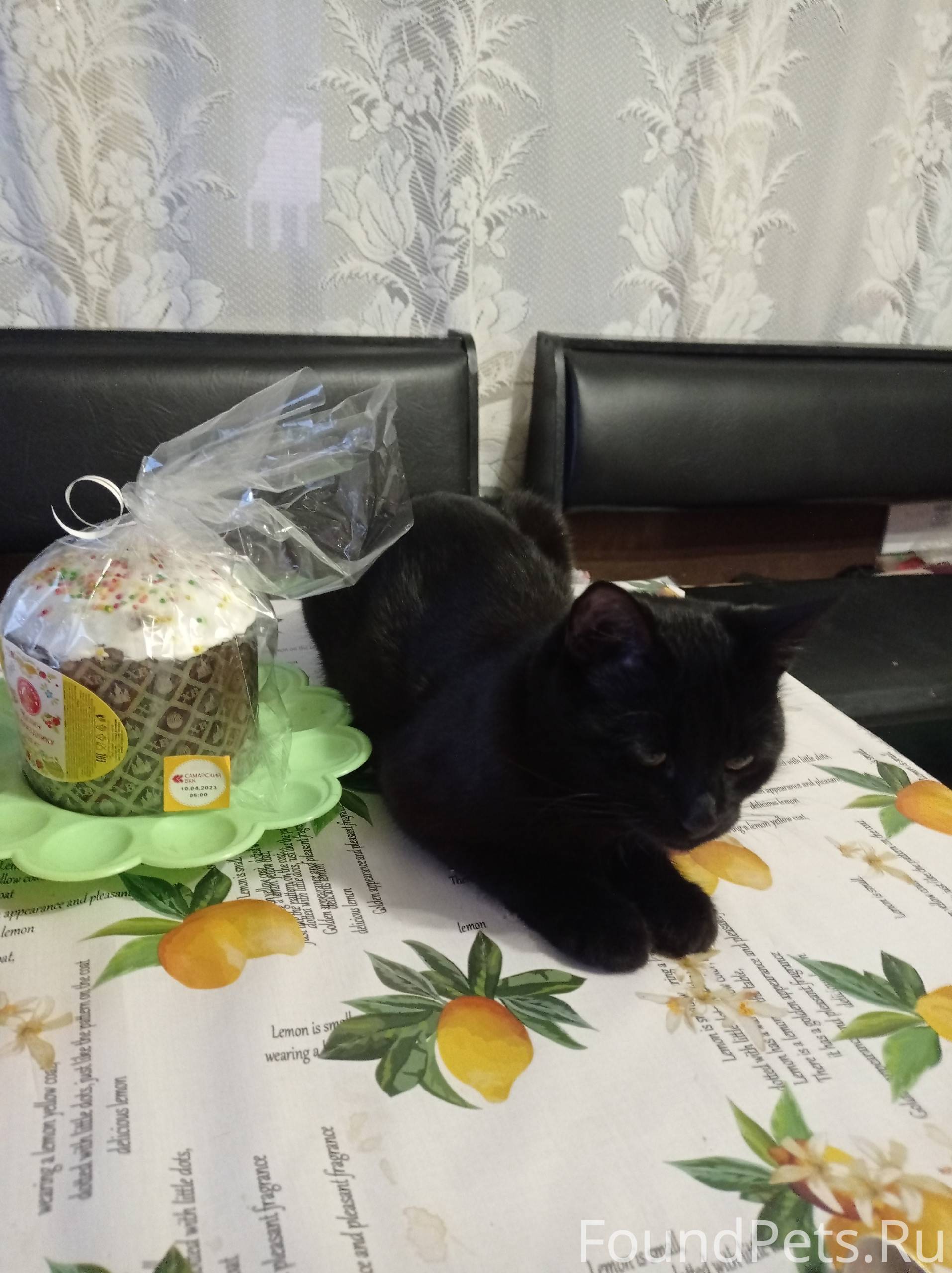 Пропал кот Зовут Фил в Сергиев...