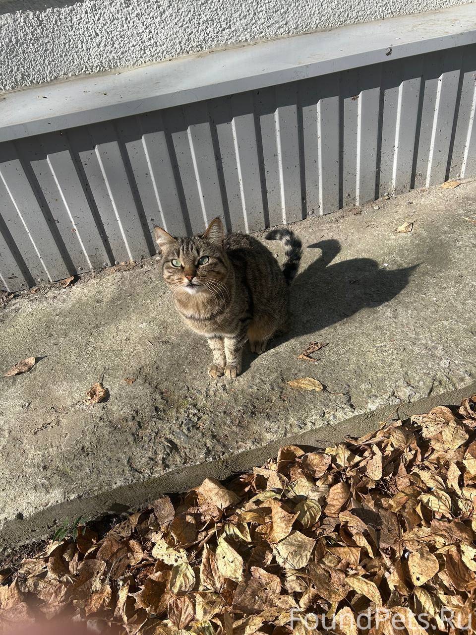 Уже несколько дней возле Пятер...