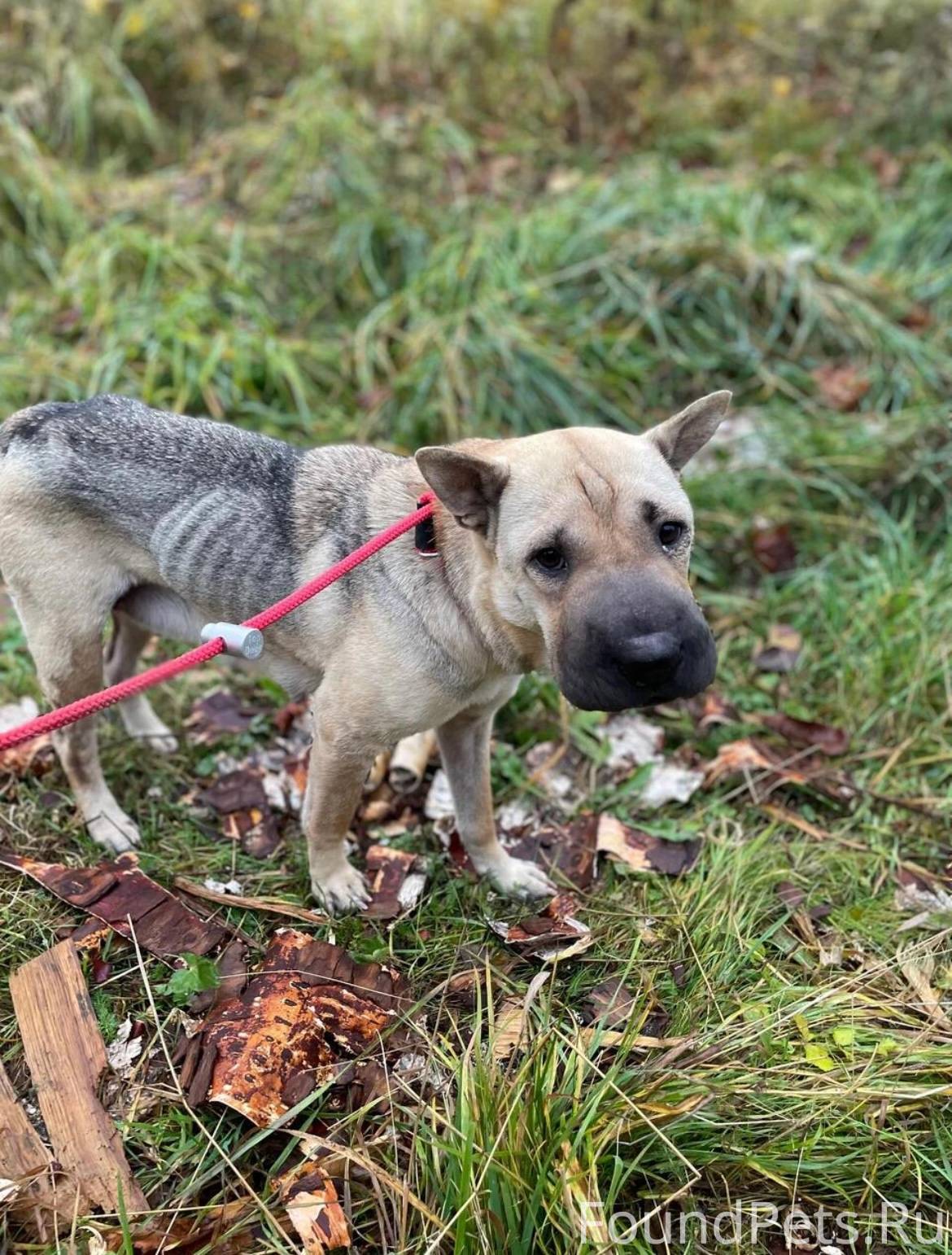 Новости по метису шарпея с обо...