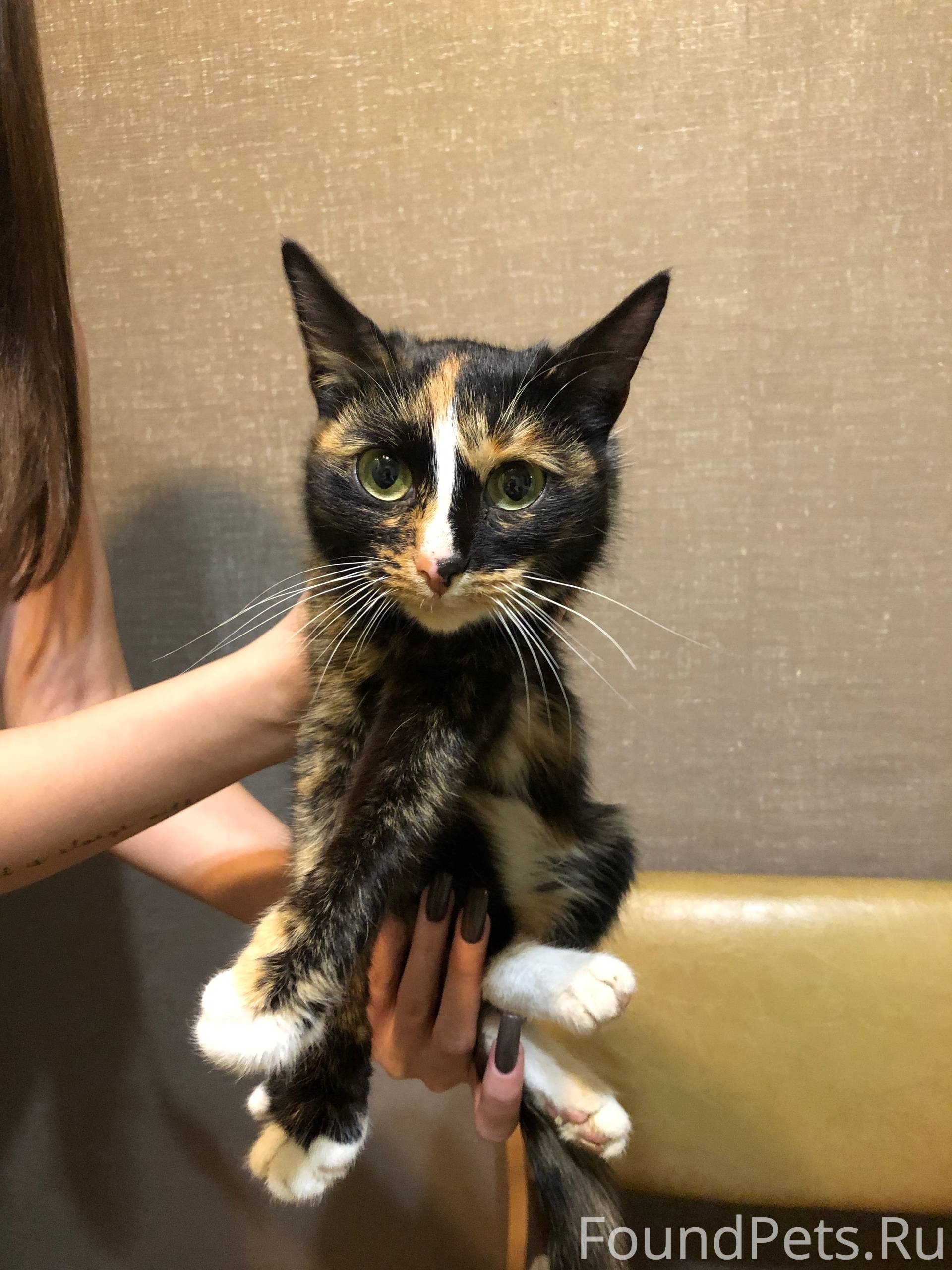 Найдена кошка 19.10 в районе.....