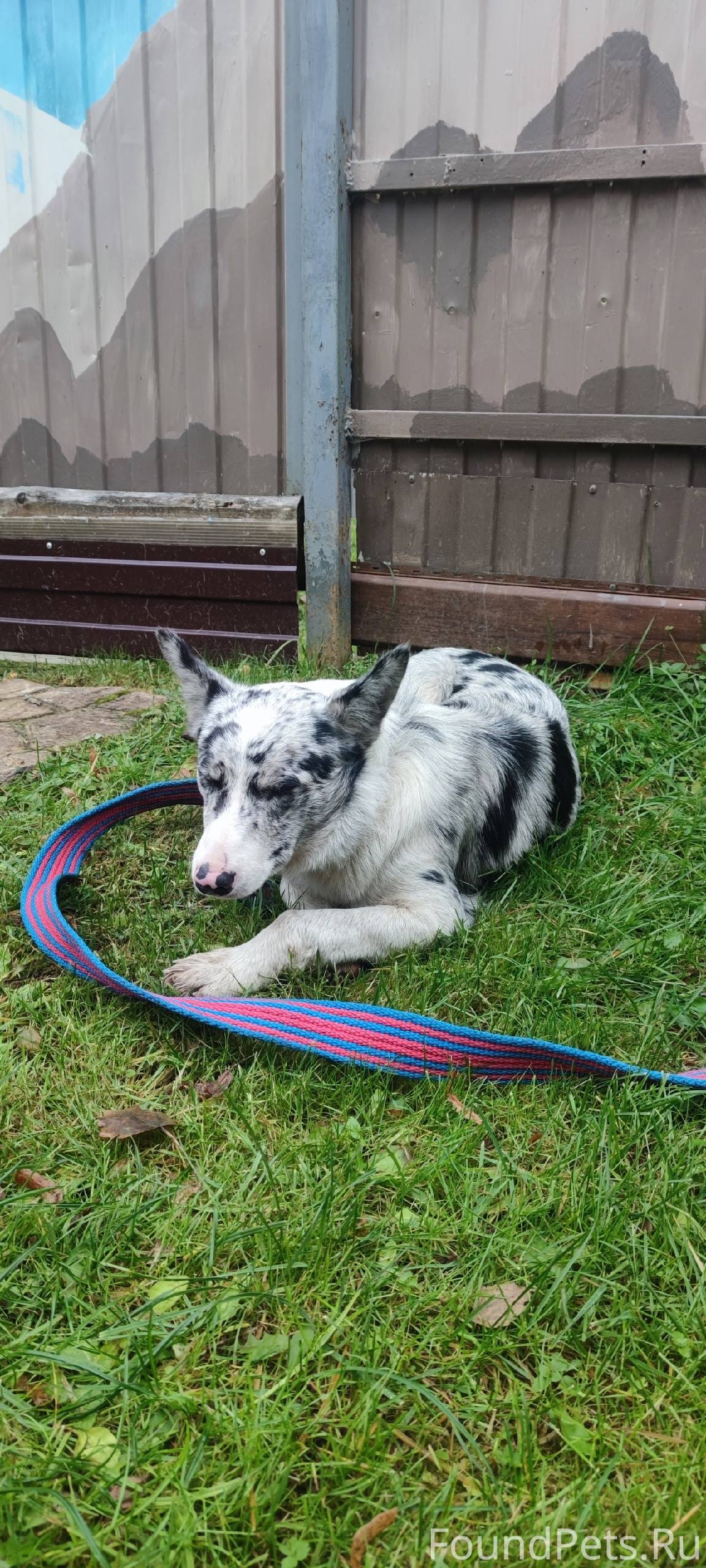 #наволоки кто потерял собакена...