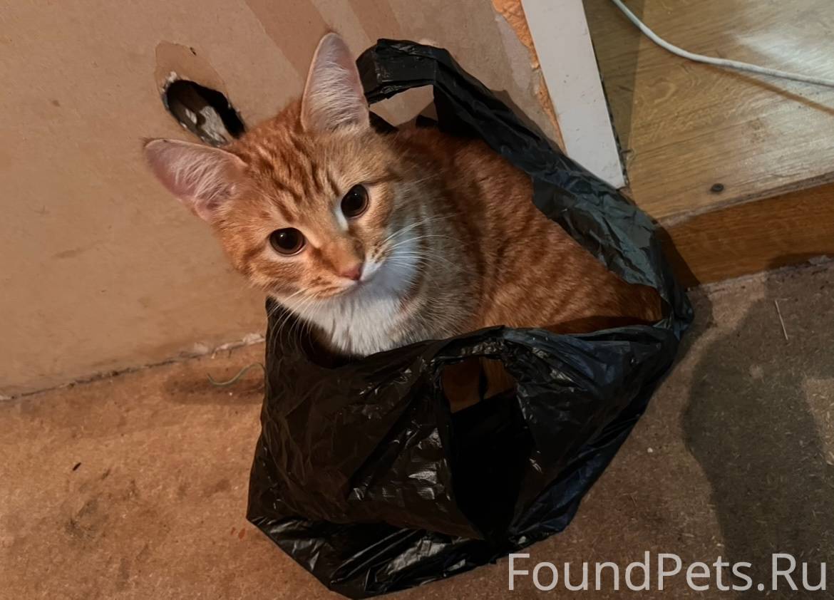 Пропал котик, видели как кота ...