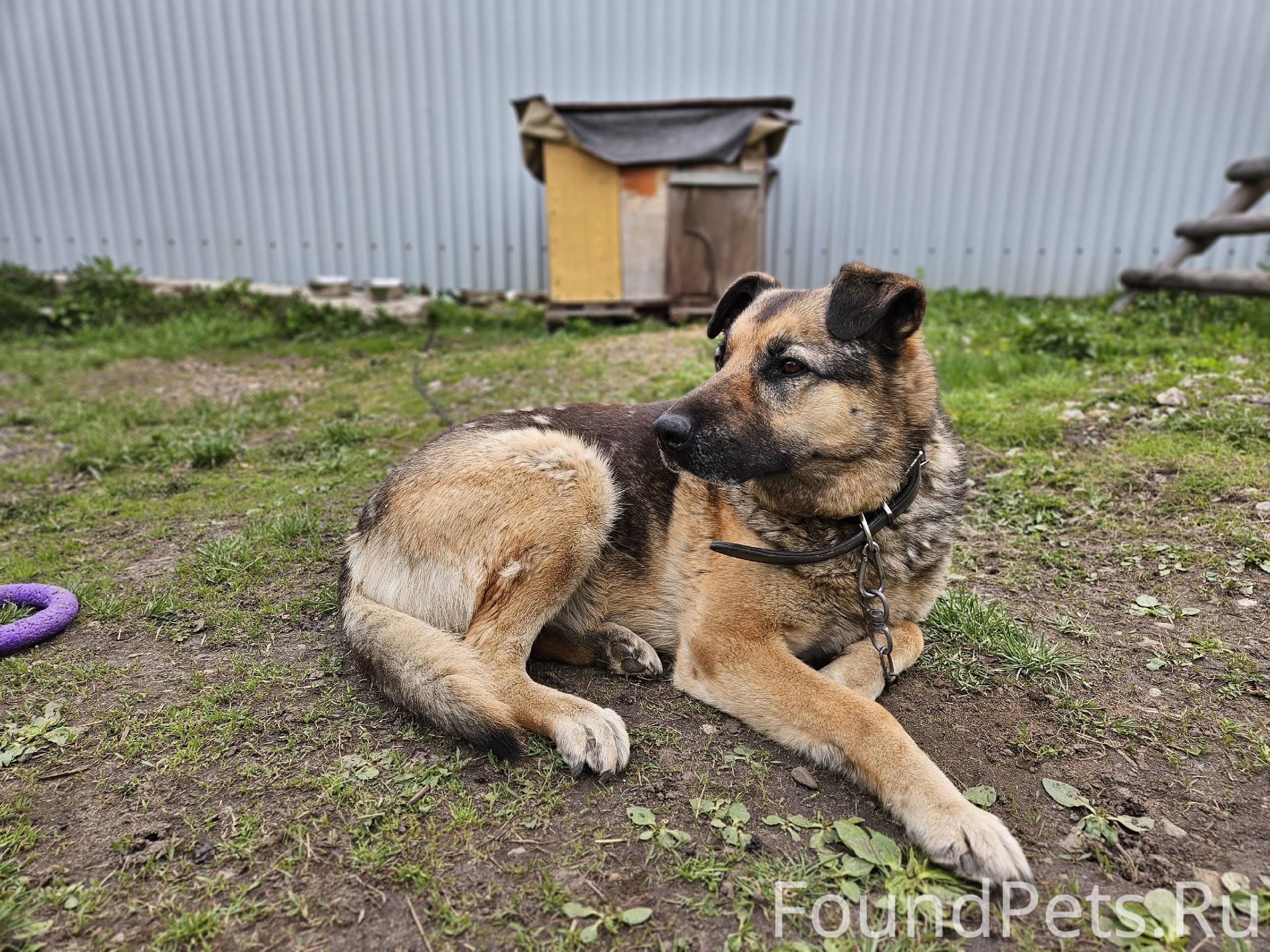Потерялась наша собака Джесси,...