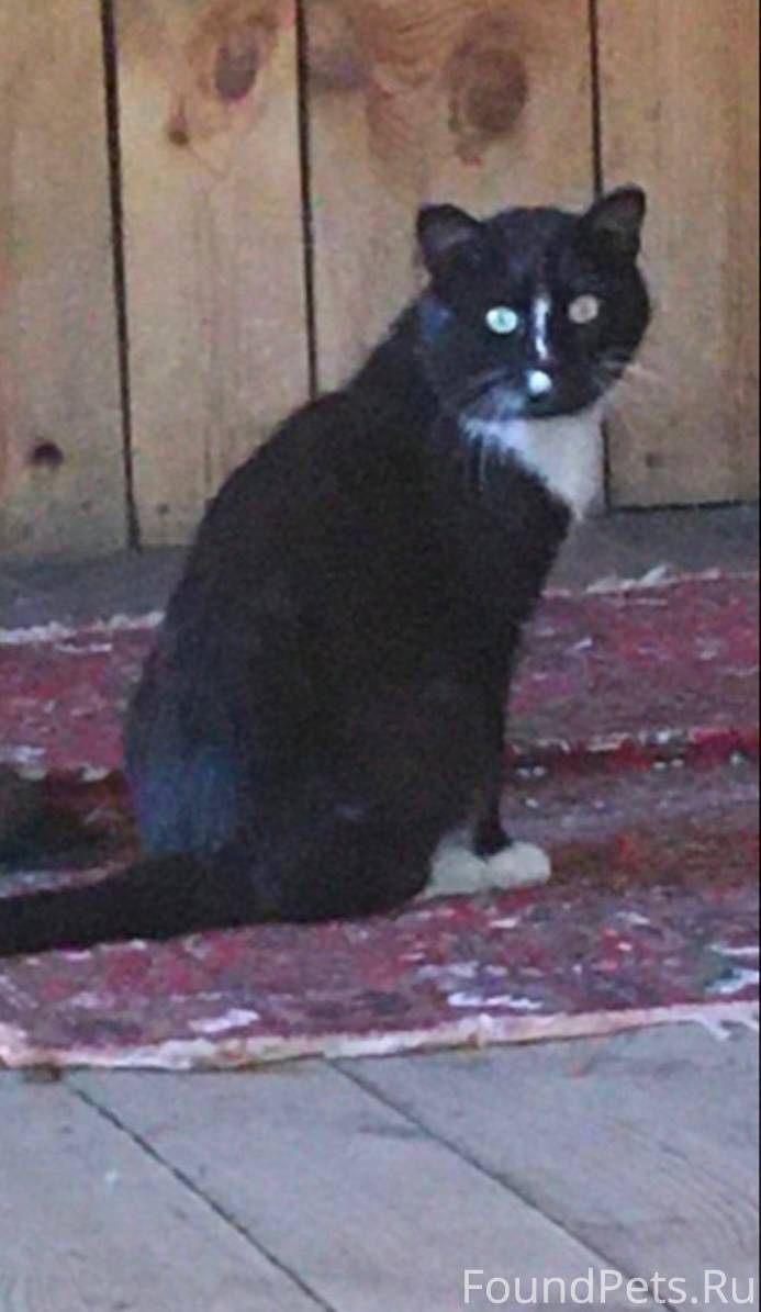 #потерялось_животное_Шадринск ...