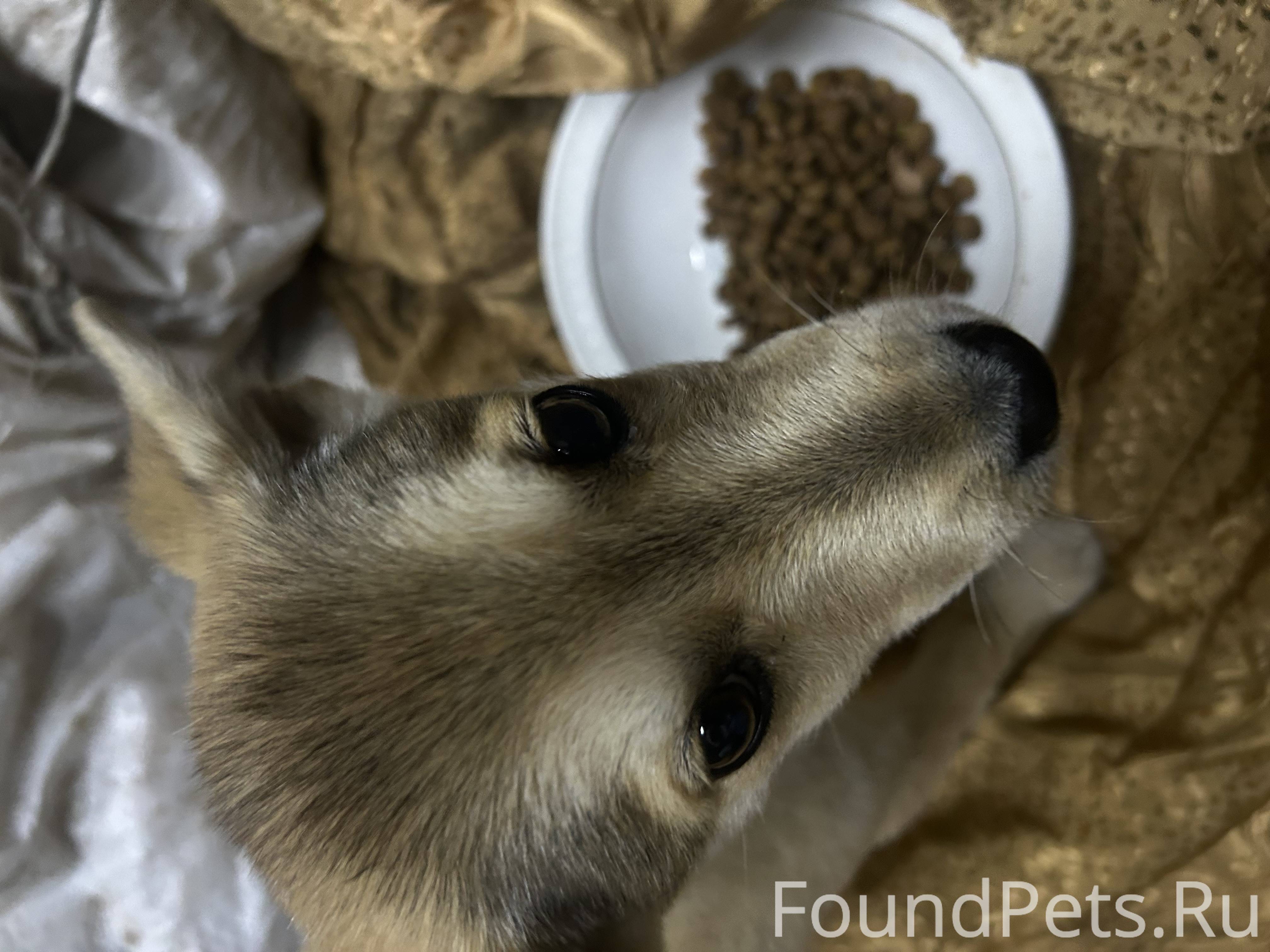 Найдена собака