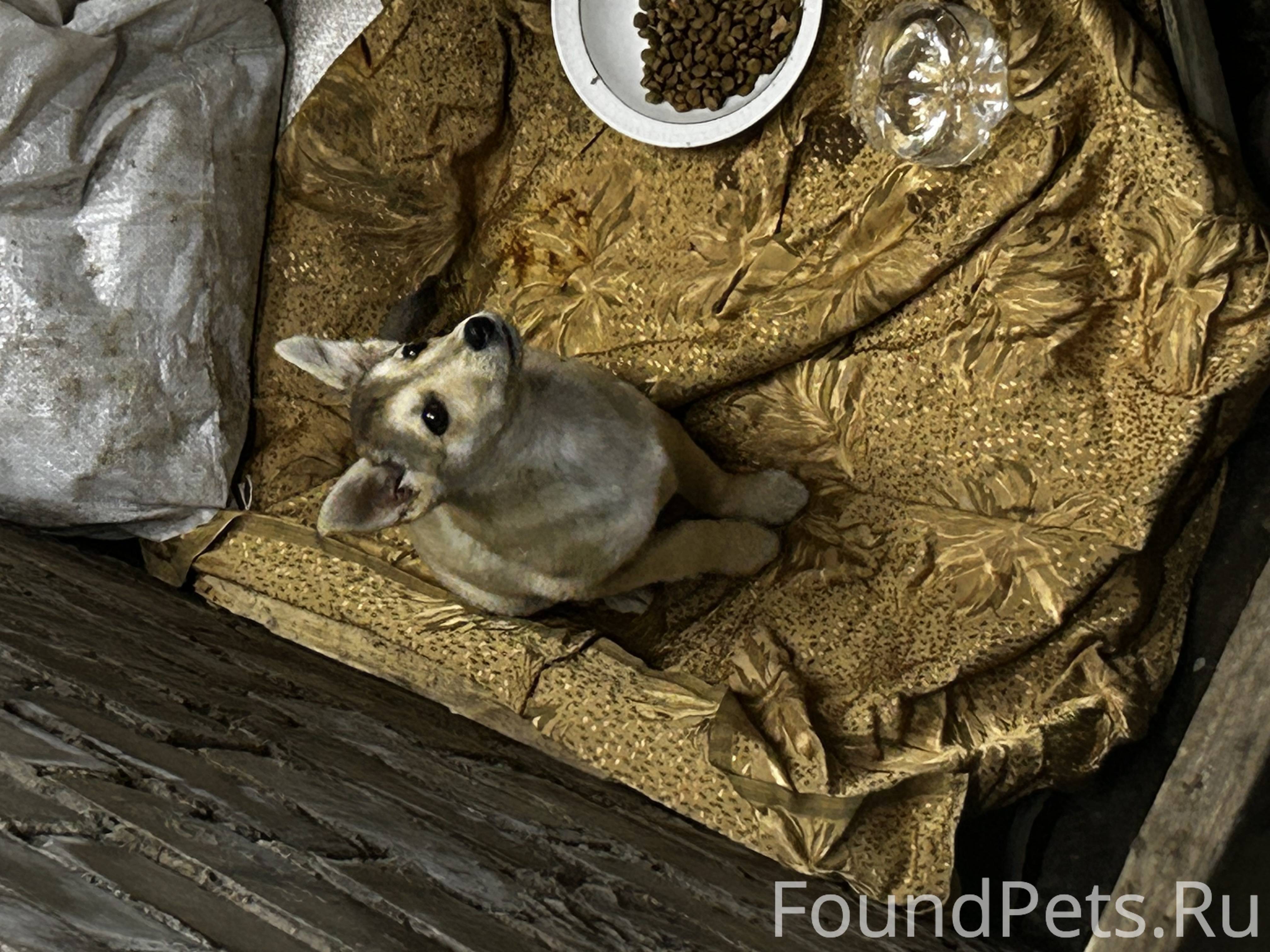 Найдена собака