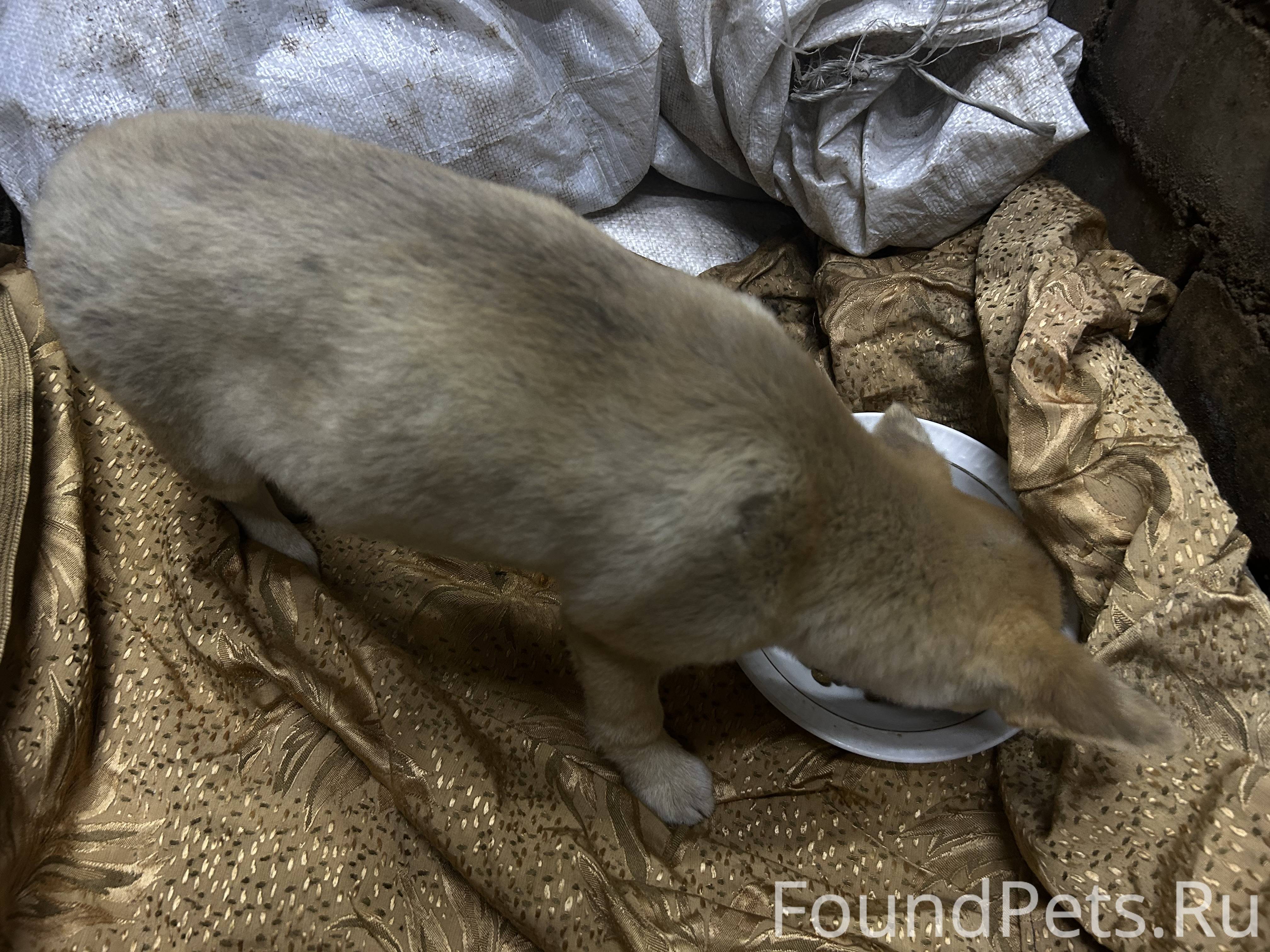 Найдена собака