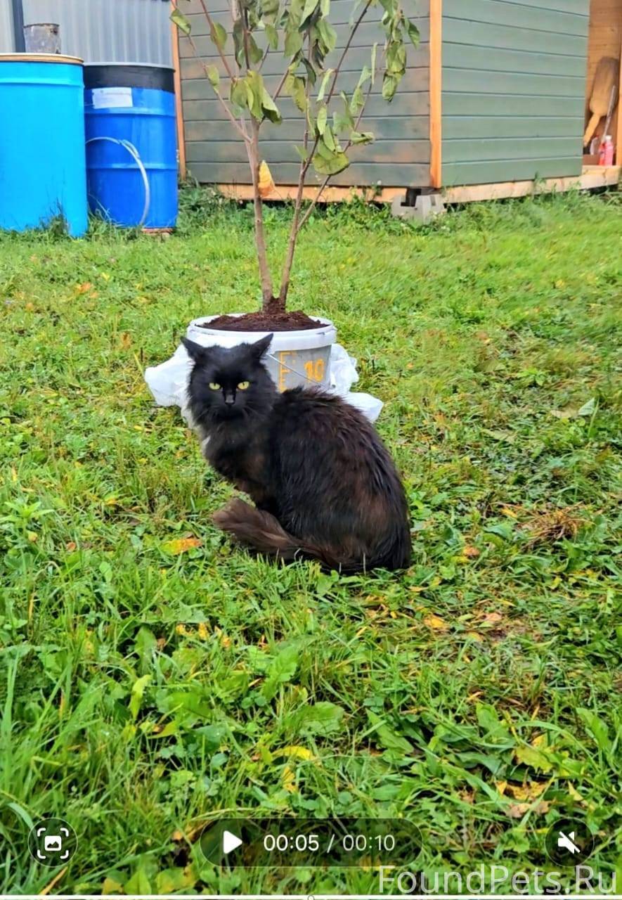 Найдена кошка 🐱 в деревне Ново...