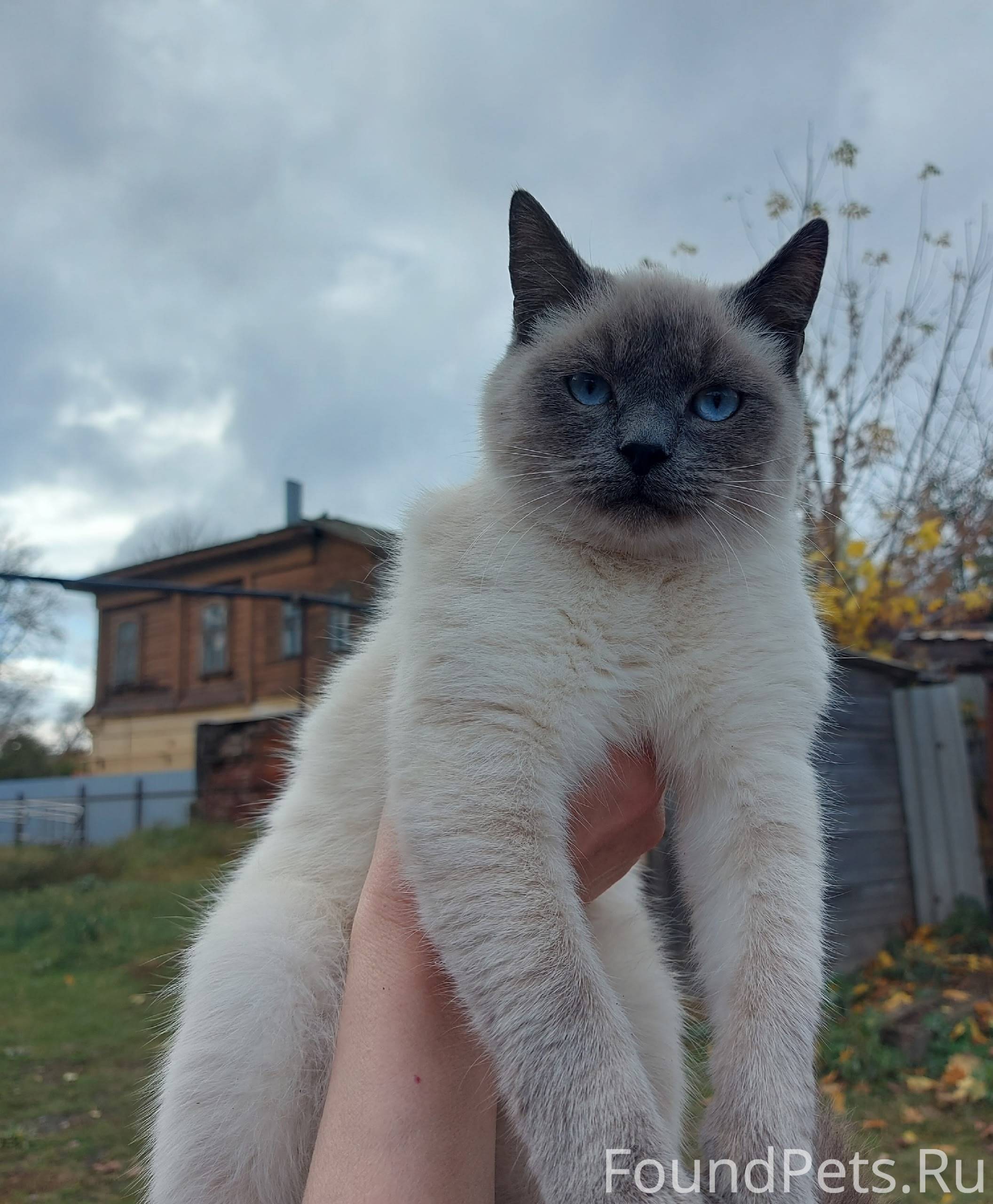 ❗️Чья потеряшка❓️ 🐱Молодой кот...