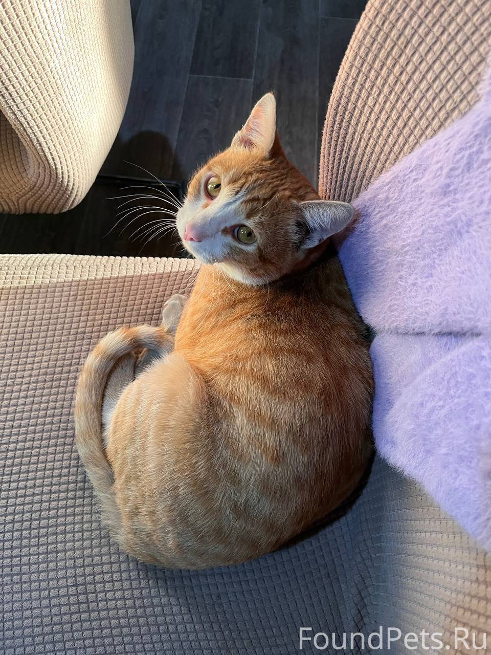 Добрый день, пропал наш кот Ти...