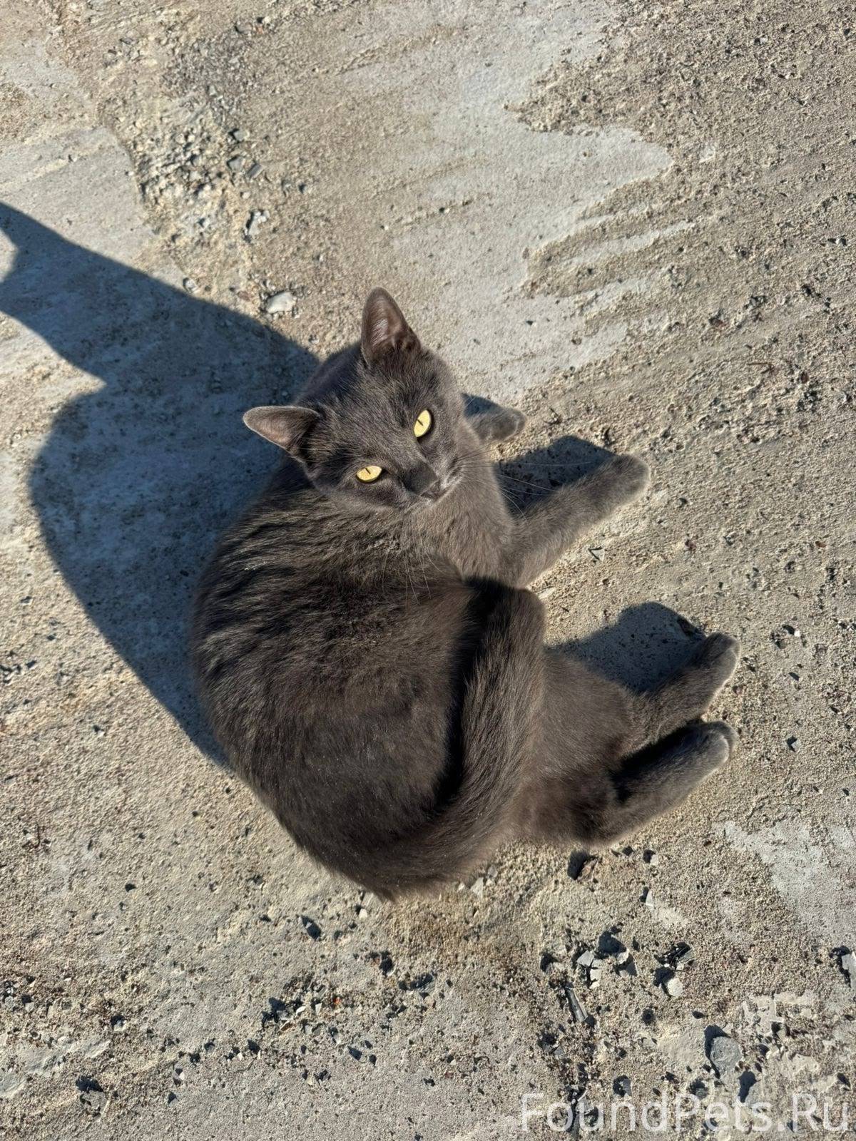 ЛО!!! Пропал кот серого цвета ...