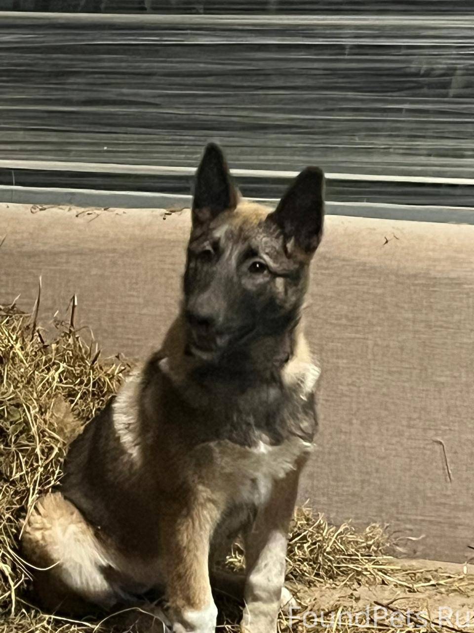 Потерялся щенок западно сибирс...