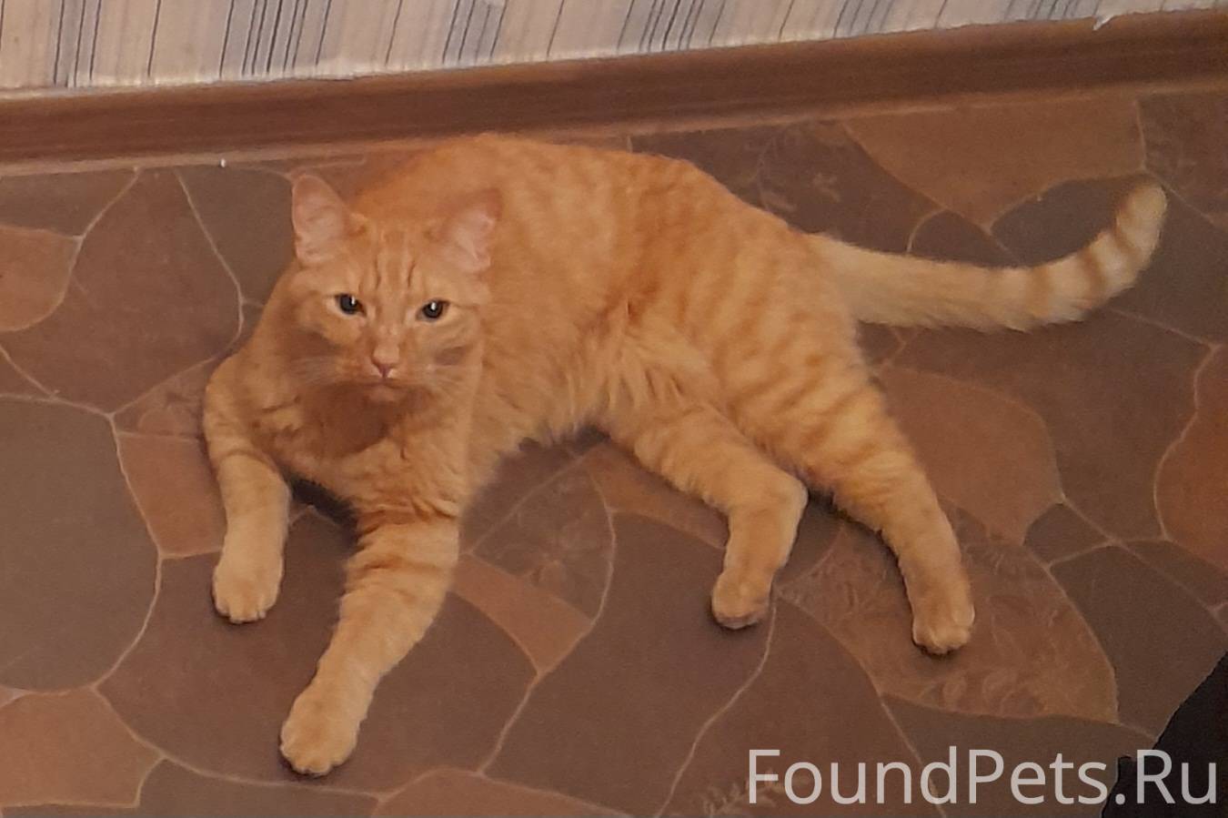 ПРОПАЛ ЛЮБИМЫЙ КОТИК 🐾 ⚠ Очень...