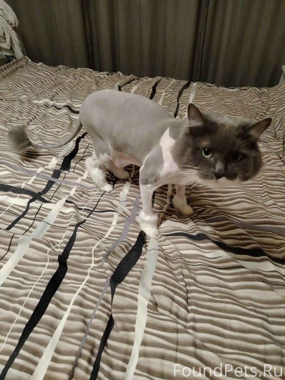 Пропал кот 22.10, зовут Степан...