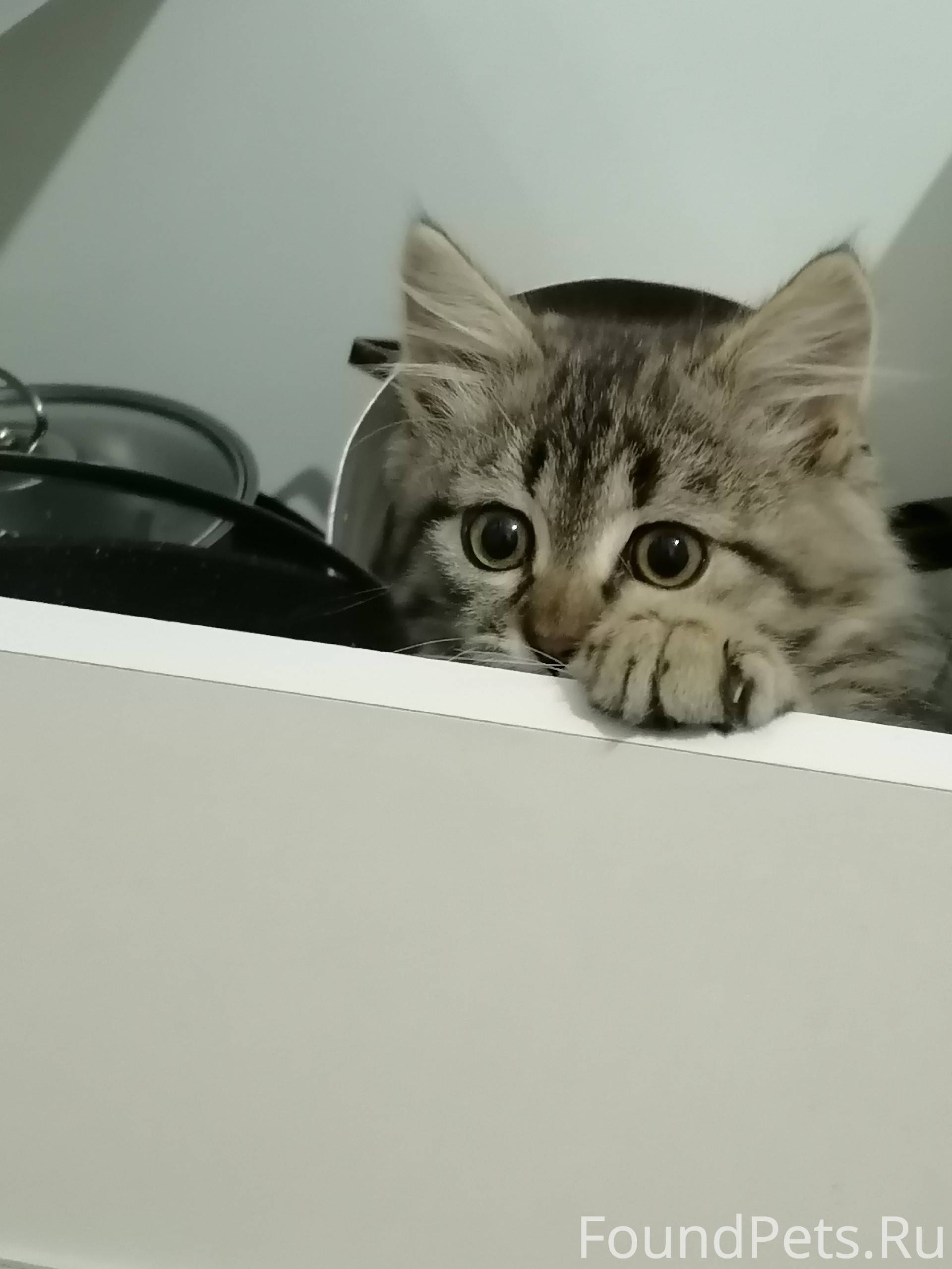 Мылыш был найден рядом с трасс...