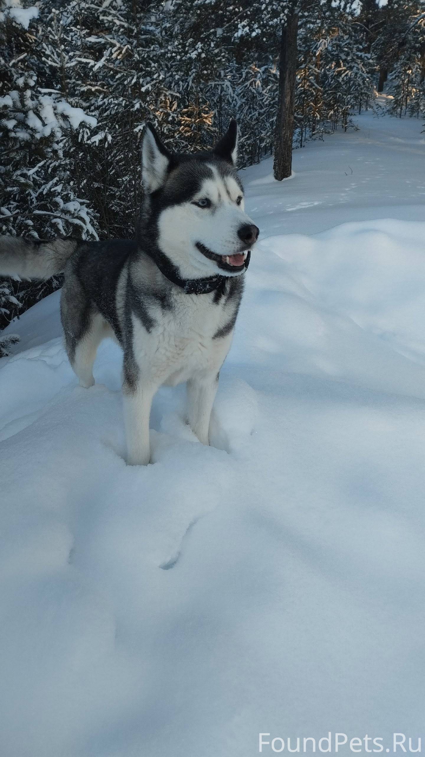 Убежала собака! Откликается на...