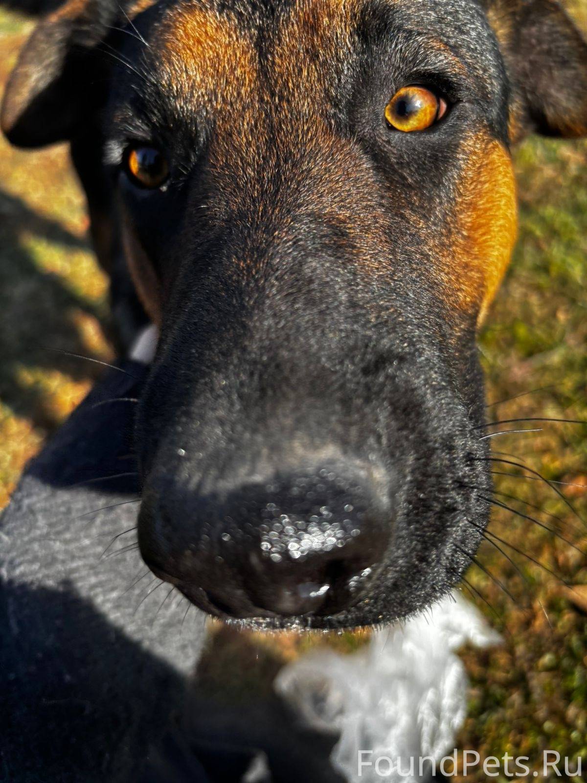 Пёс забежал в парк Изумрудный ...