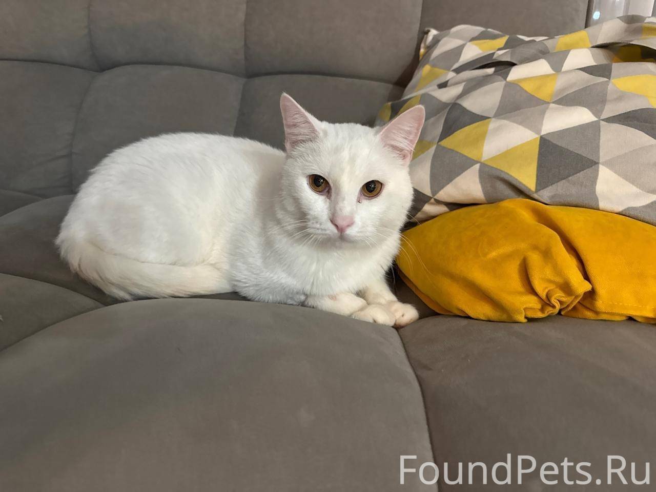 Пропал кот, выпрыгнул из машин...