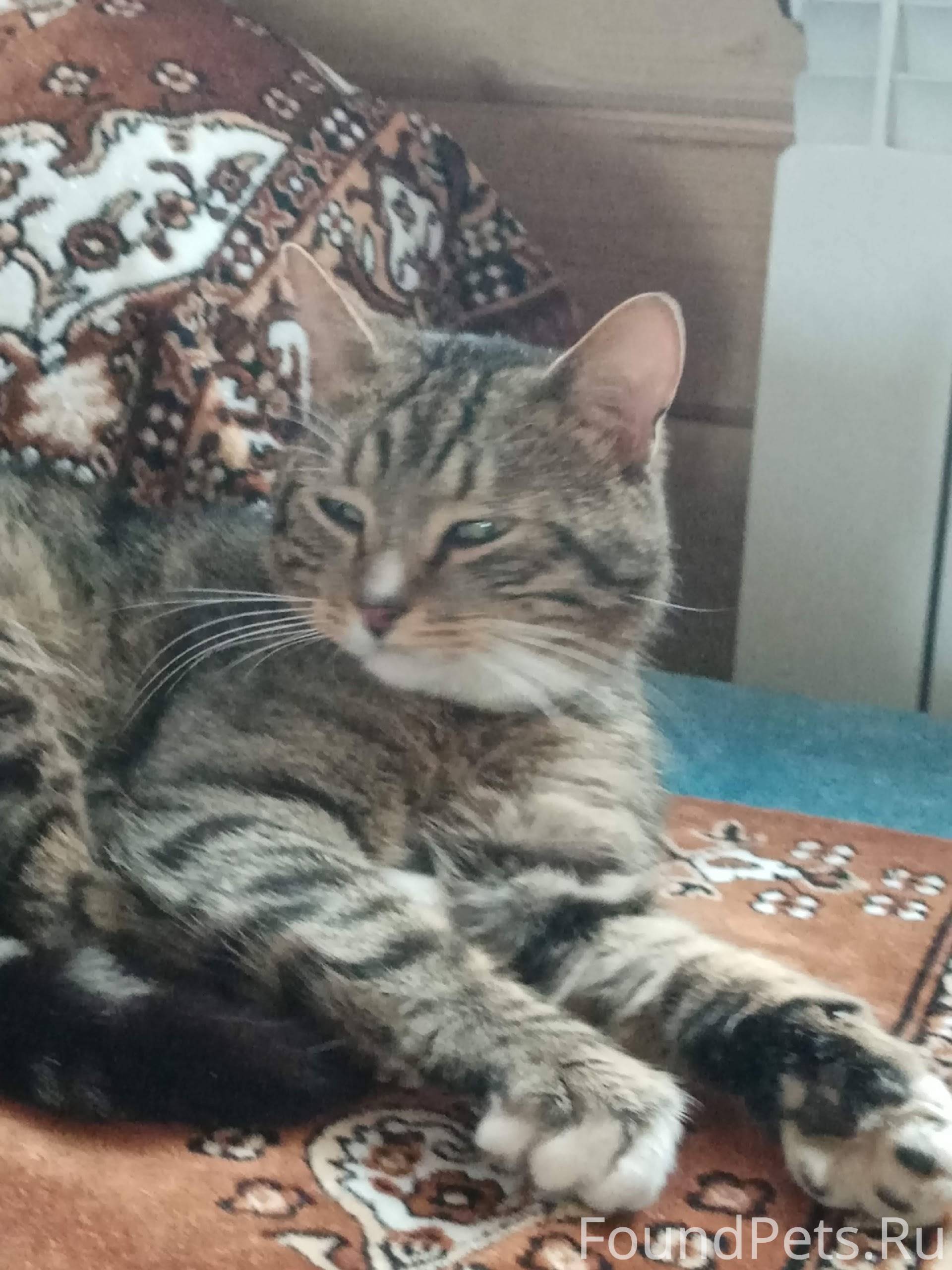 Пропала кошка. Молодая Т 89217...