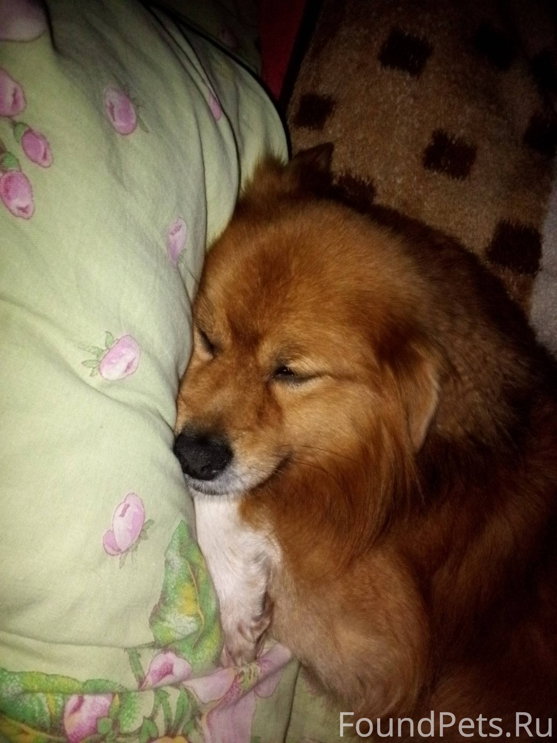 Потерялась собака в п. Чкалово...