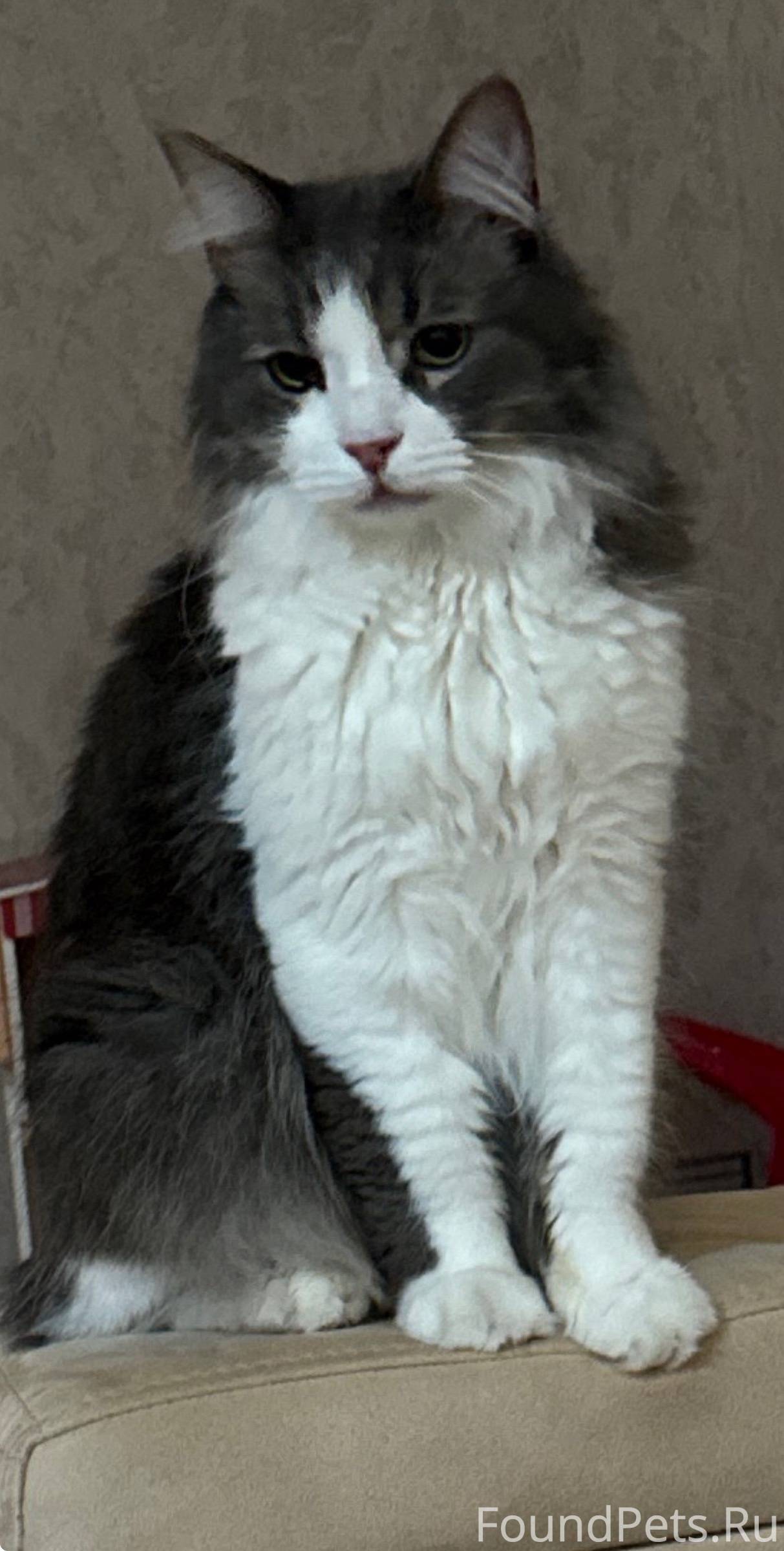 Пропал кот в ночь с 24...