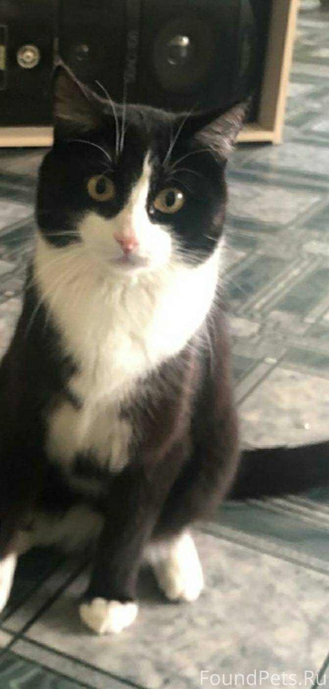 Пропал кот по кличке "Лютик". ...