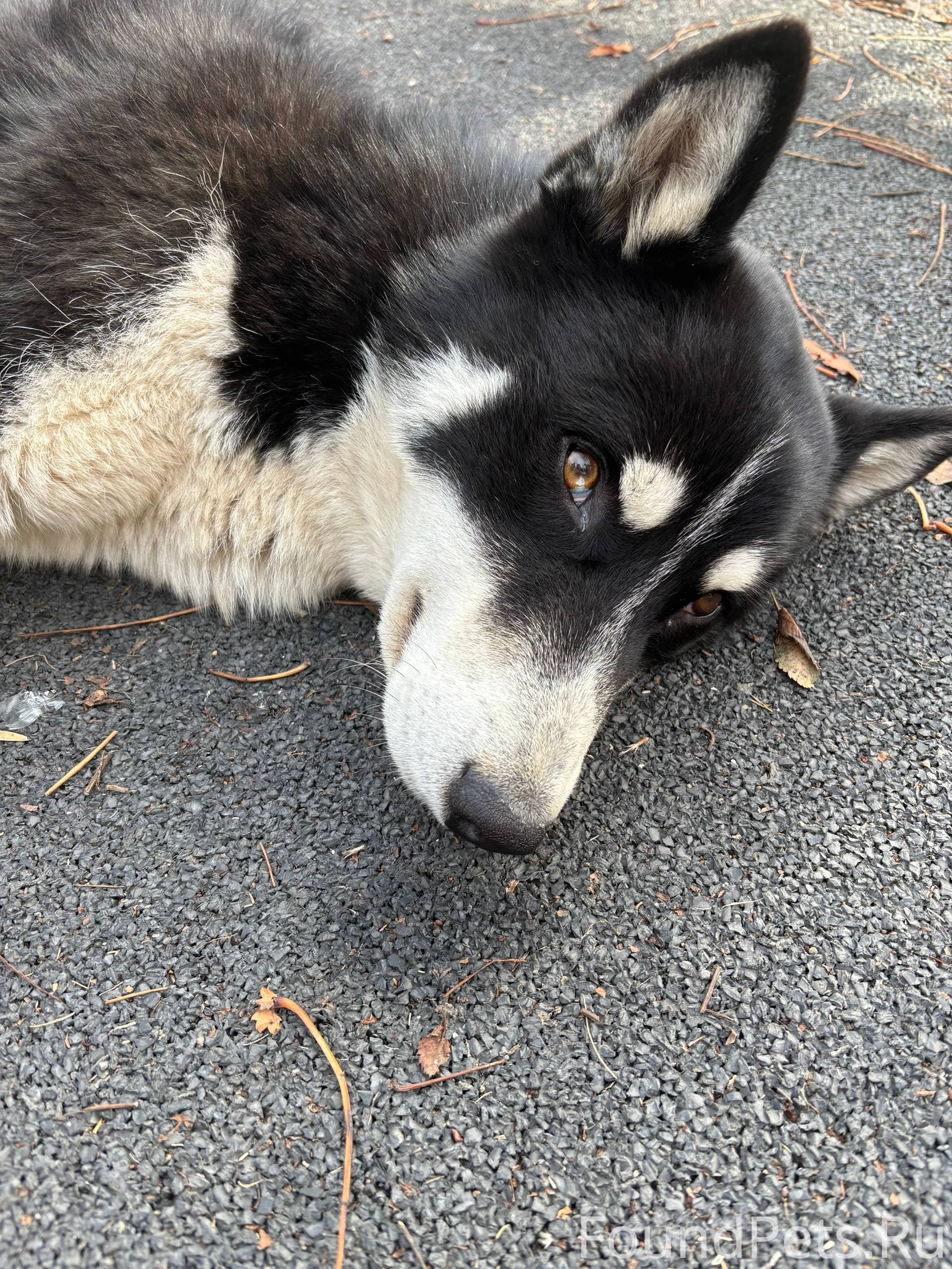 Никто не потерял собакена в Тр...