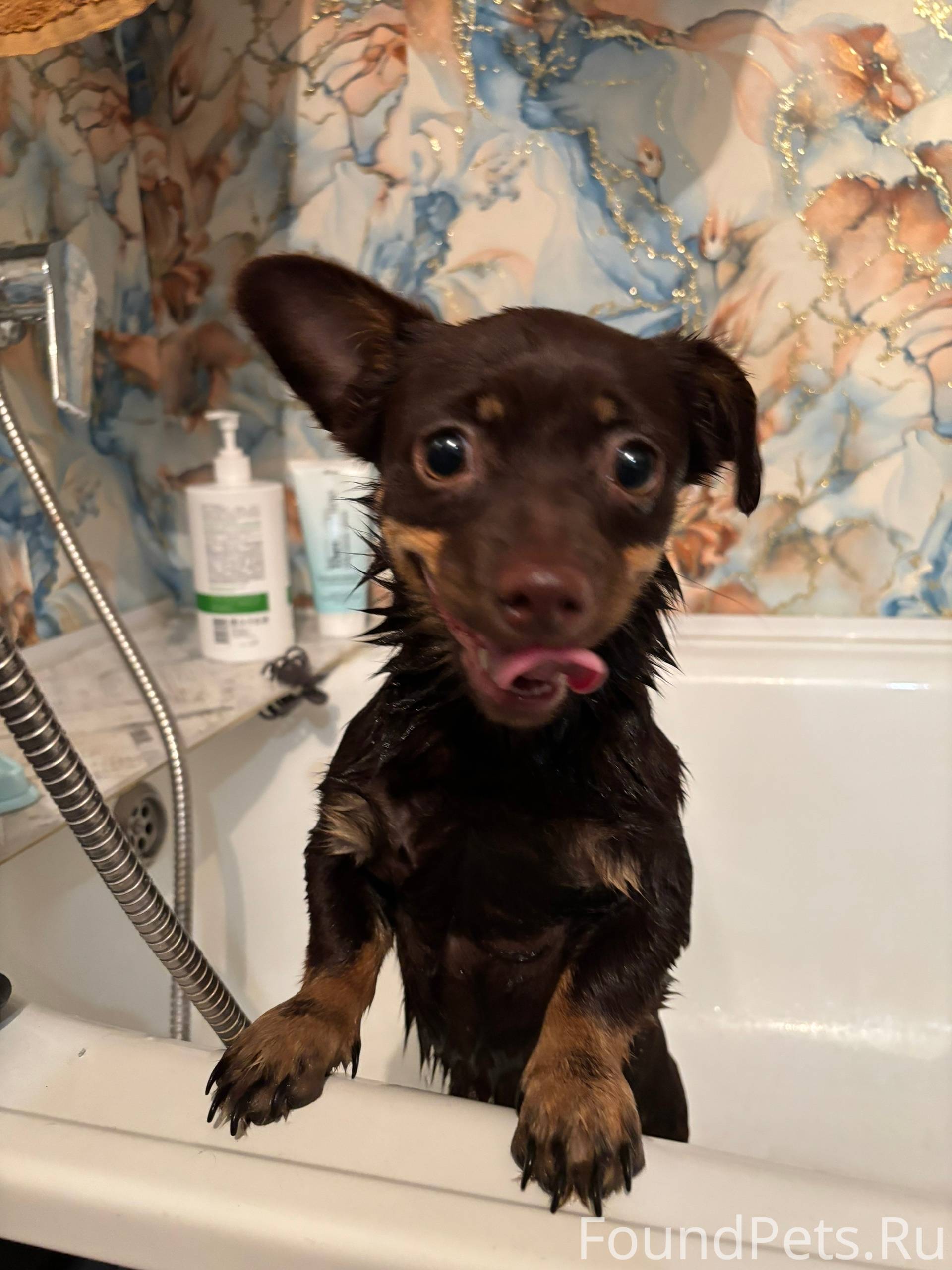 Найдена собака на Красной Горк...