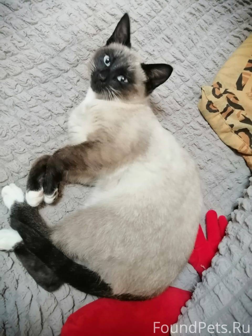 Найден сиамский кот в районе С...