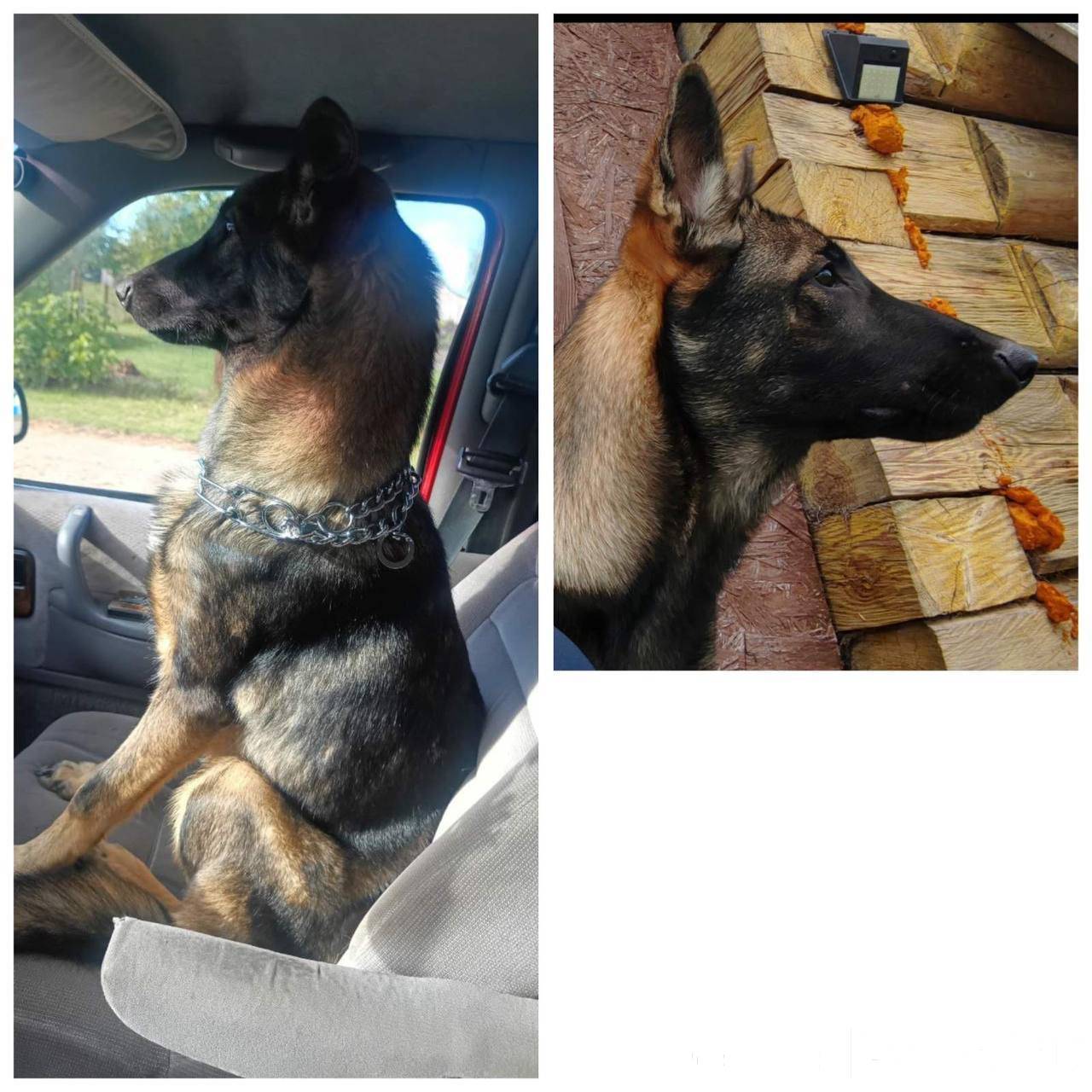 Пропала собака