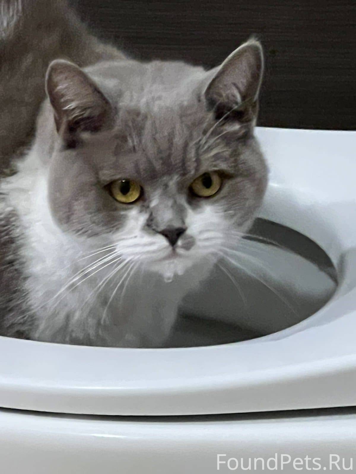 Пропала кошка по кличке «Муся»...