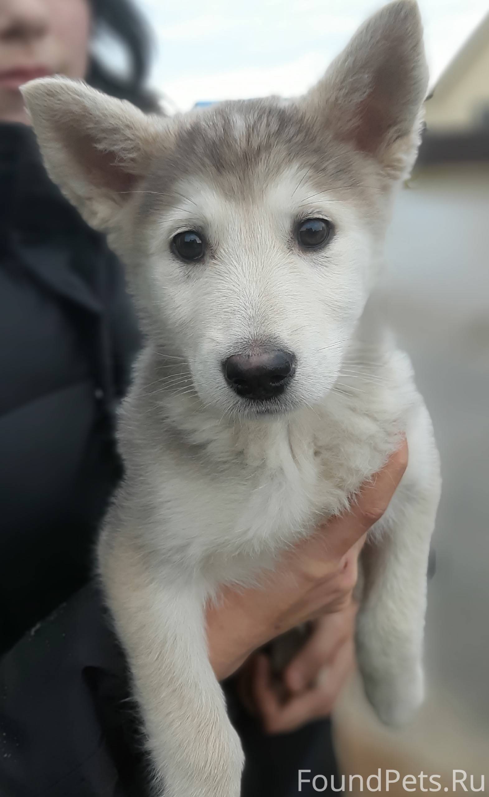 ❗❗❗Найден щенок!❗❗❗ В районе б...