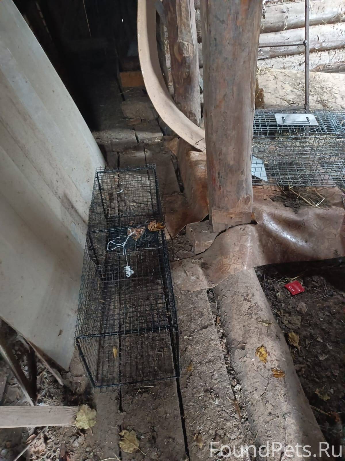 🐱 СРОЧНО ИЩЕМ ПОМОЩНИКА НА УЛ....