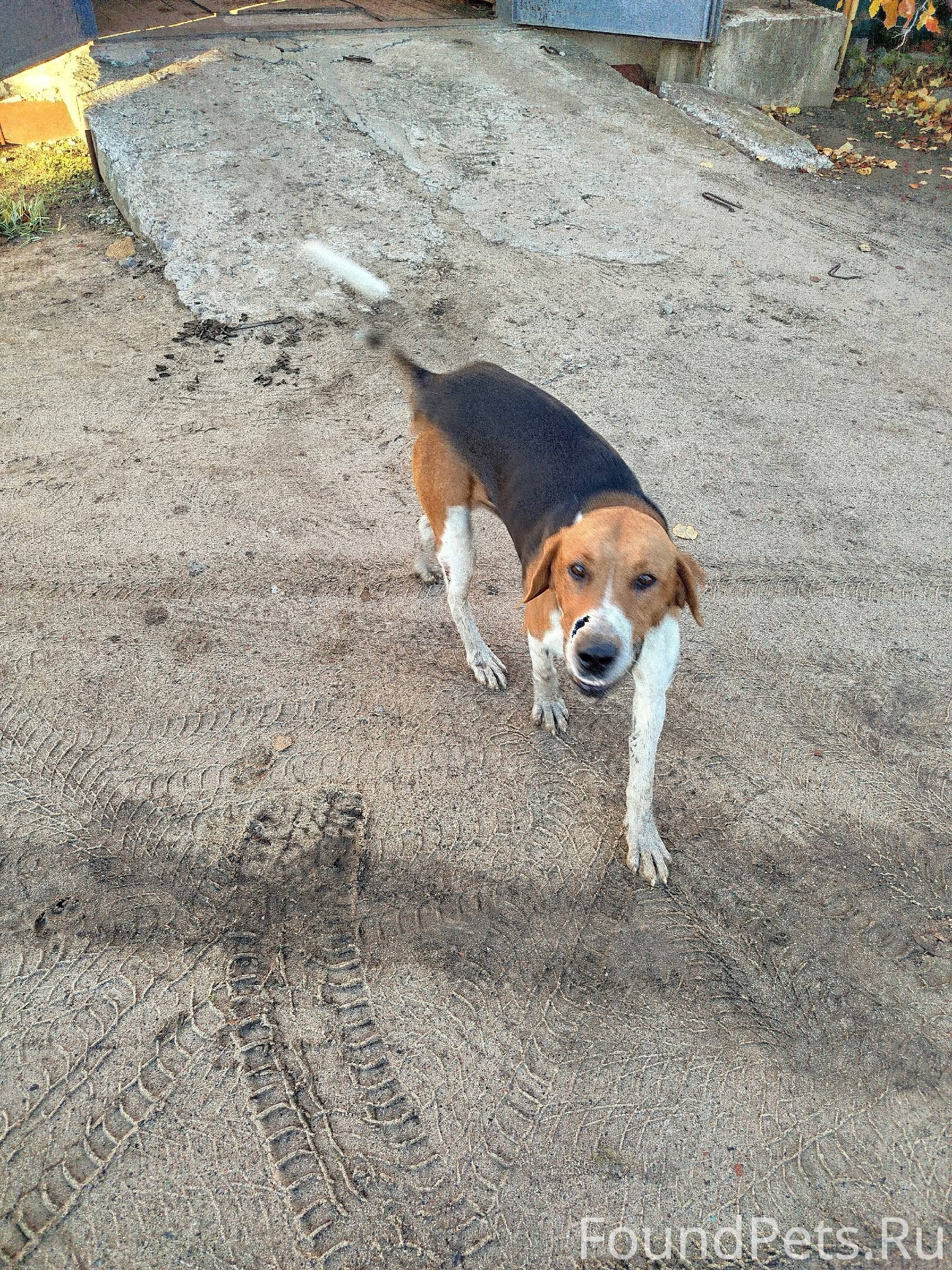 Бегает собака, с ошейником, др...