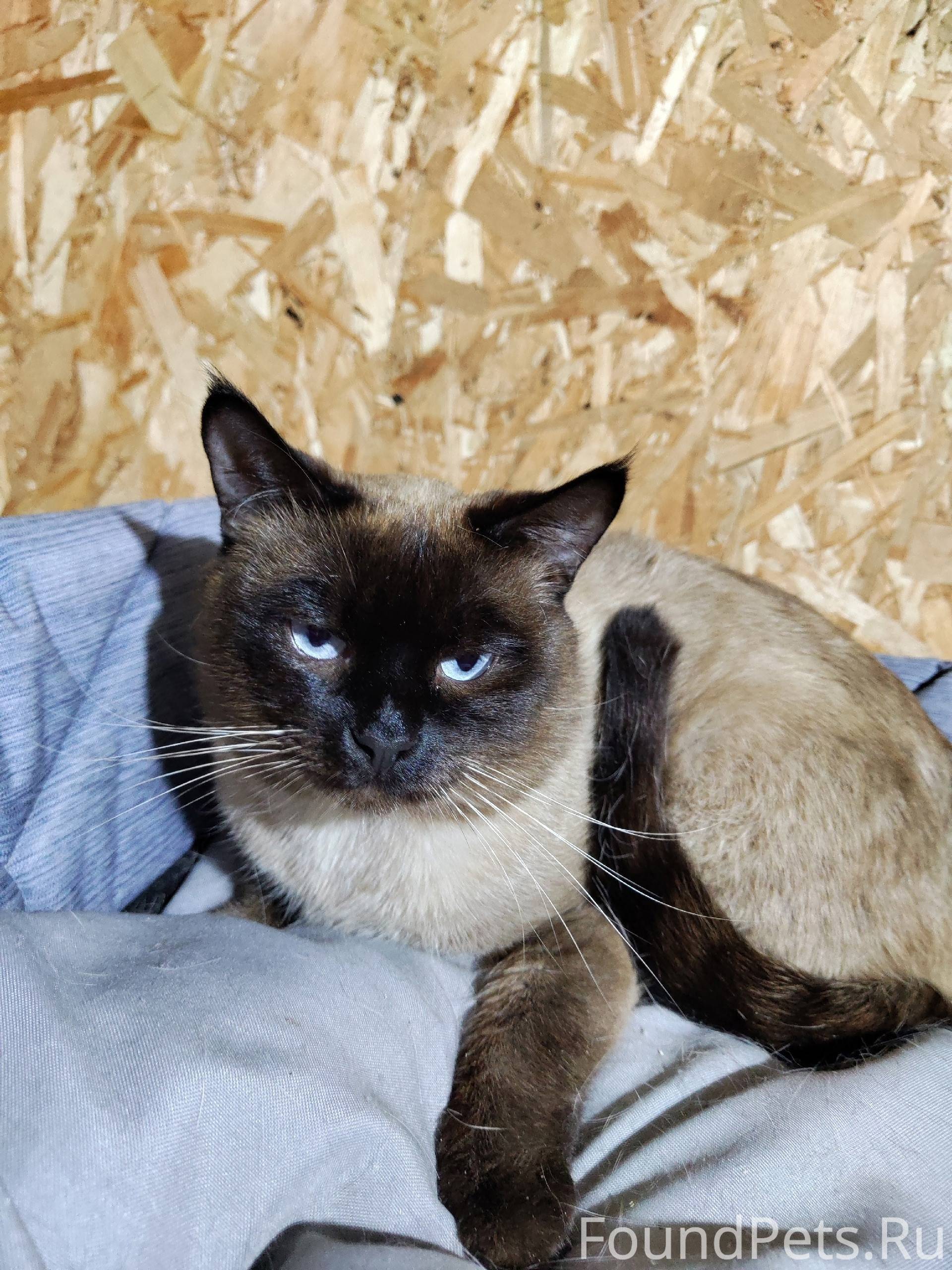 Кот с космическими глазами 💙 Н...