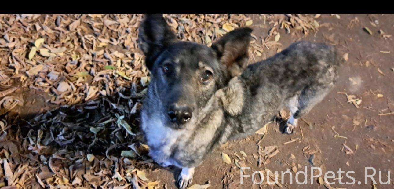 🆘🆘‼️‼️🆘🆘🆘🆘🆘🆘 Найдена 26.10.202...