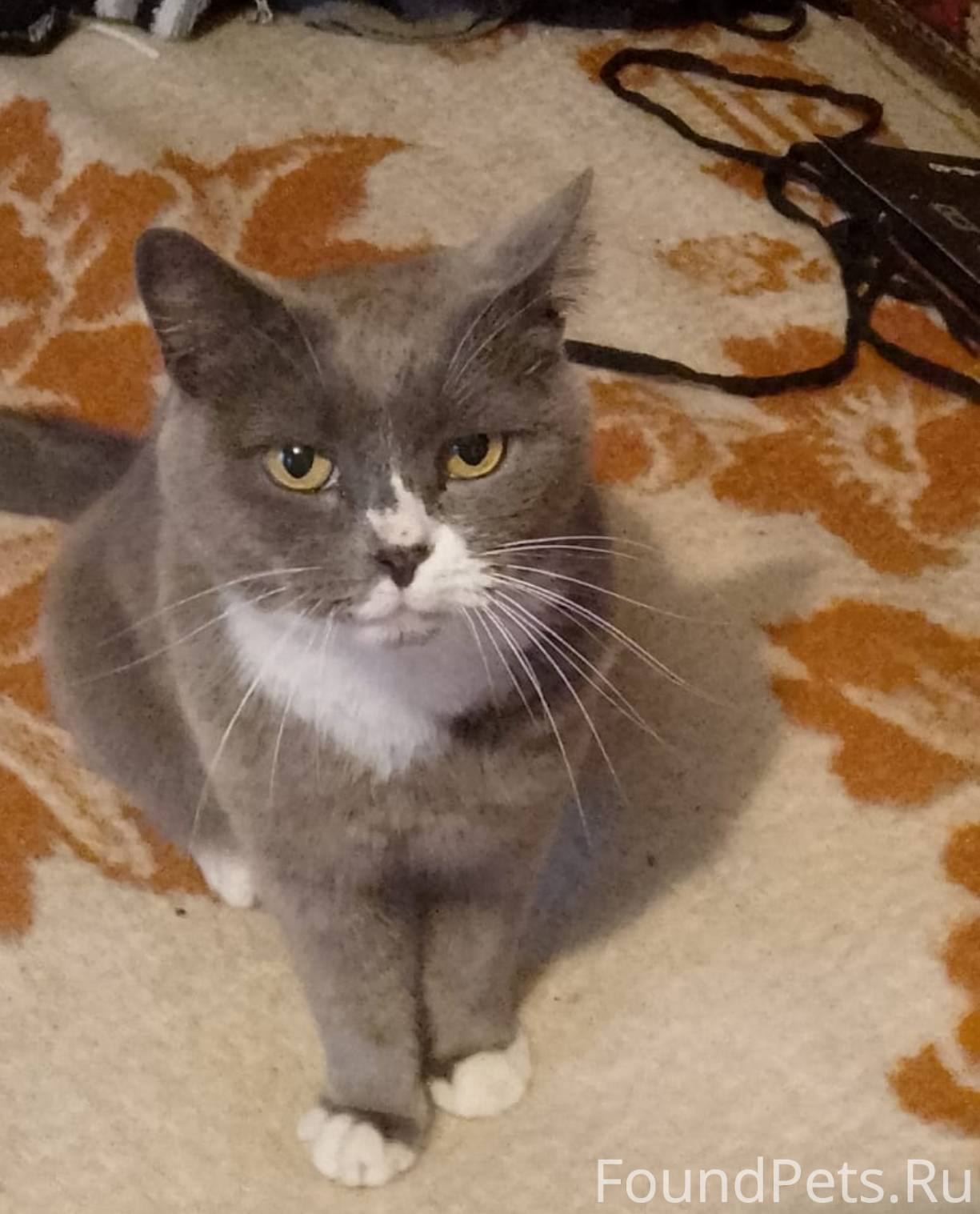 Порно студент бірден үшеуін берді