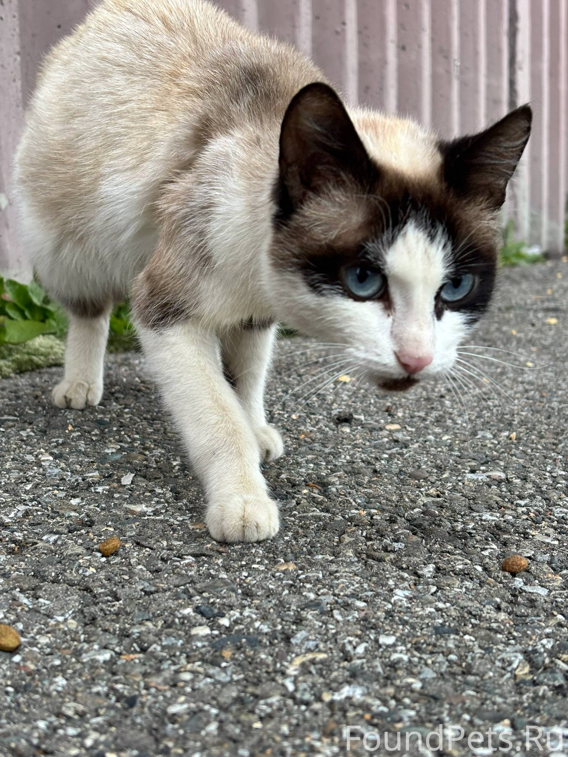 Кошечка в поисках любящих роди...