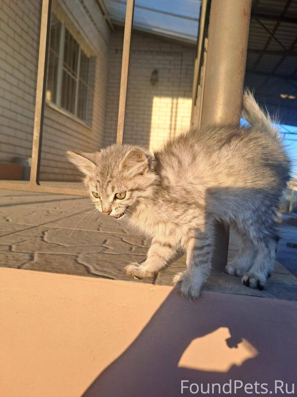 Прибился котенок. Может кому нужен. 